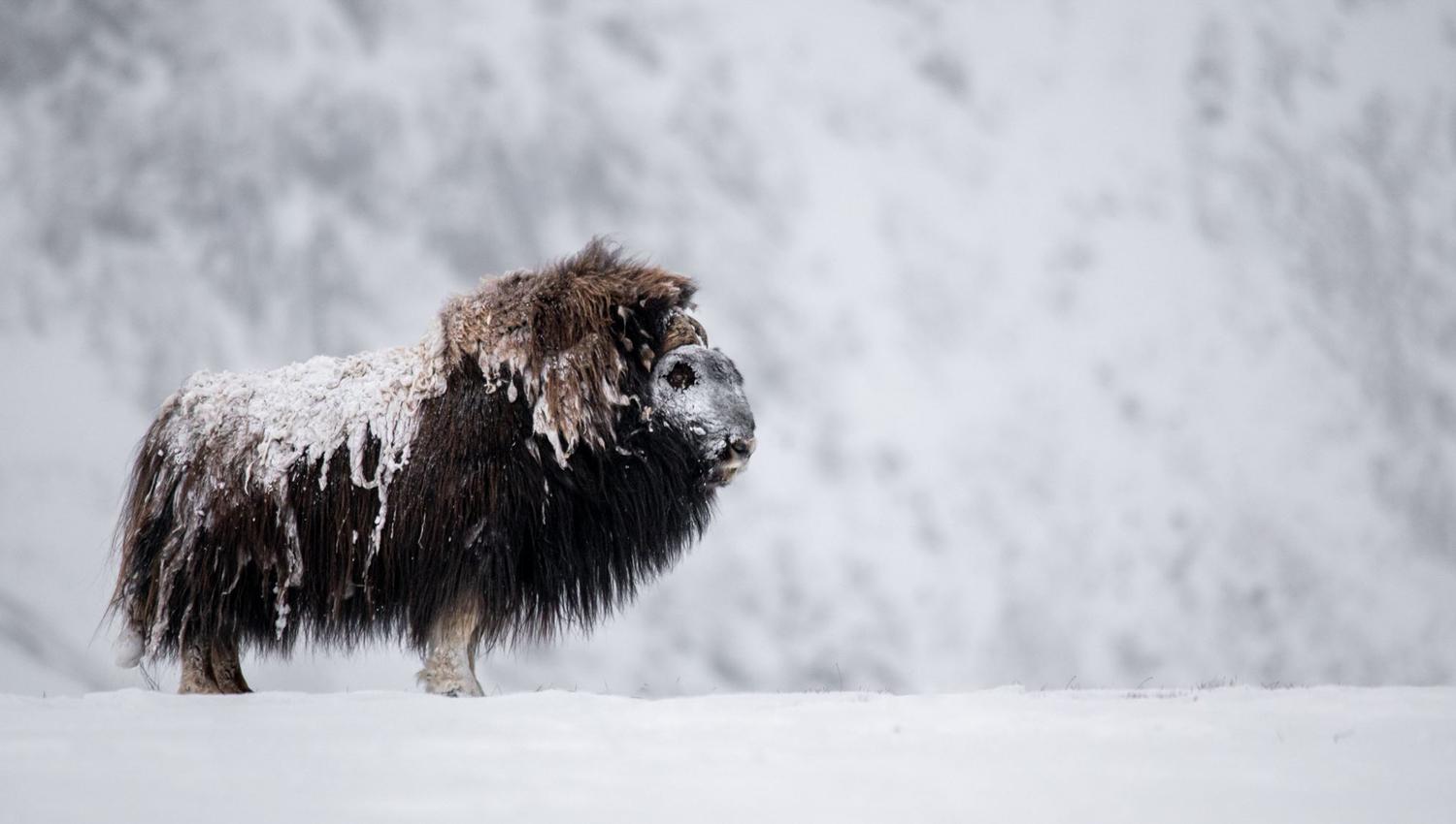 Moskussafari med personlig guide
