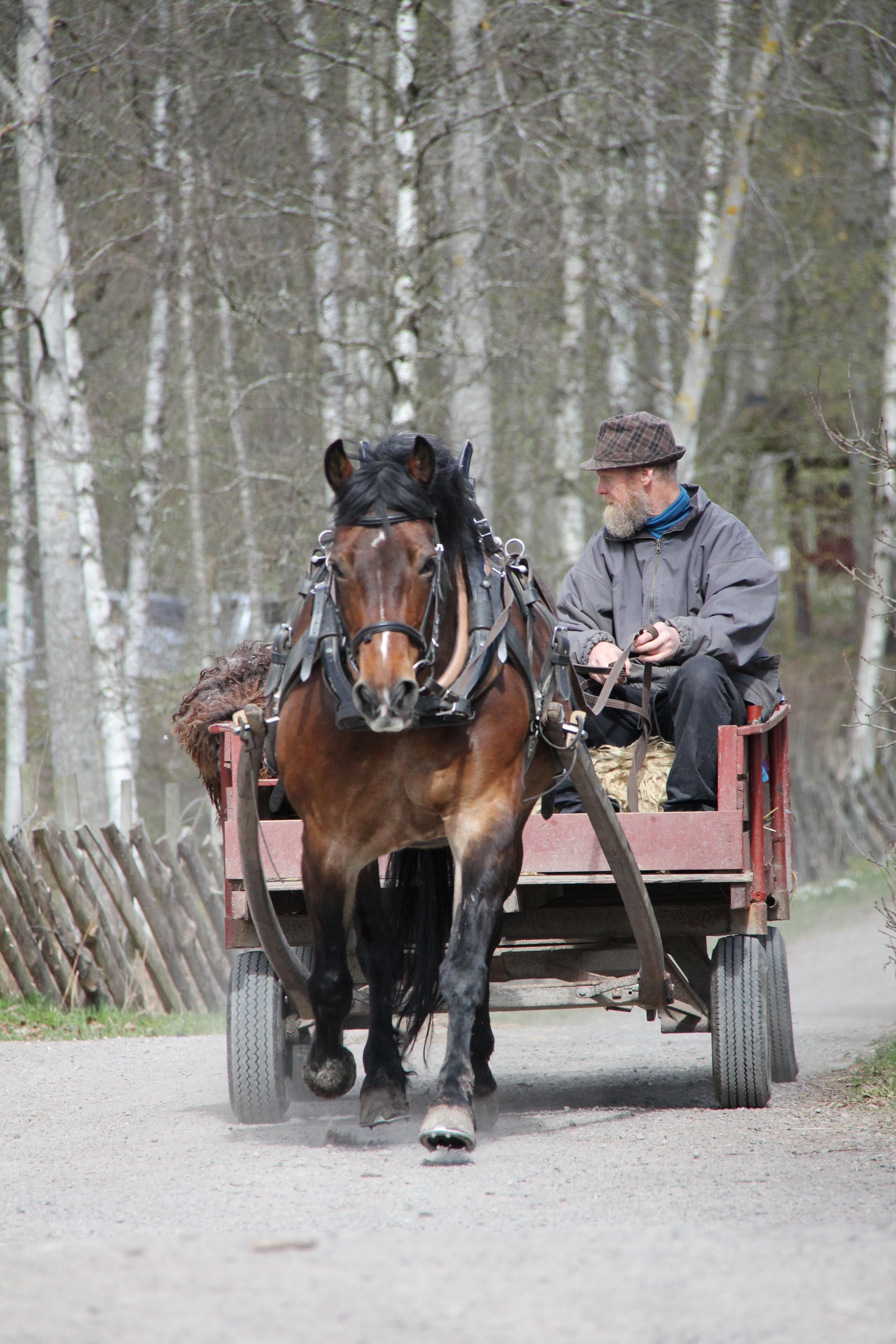 Man, horse and cart on the farm yard