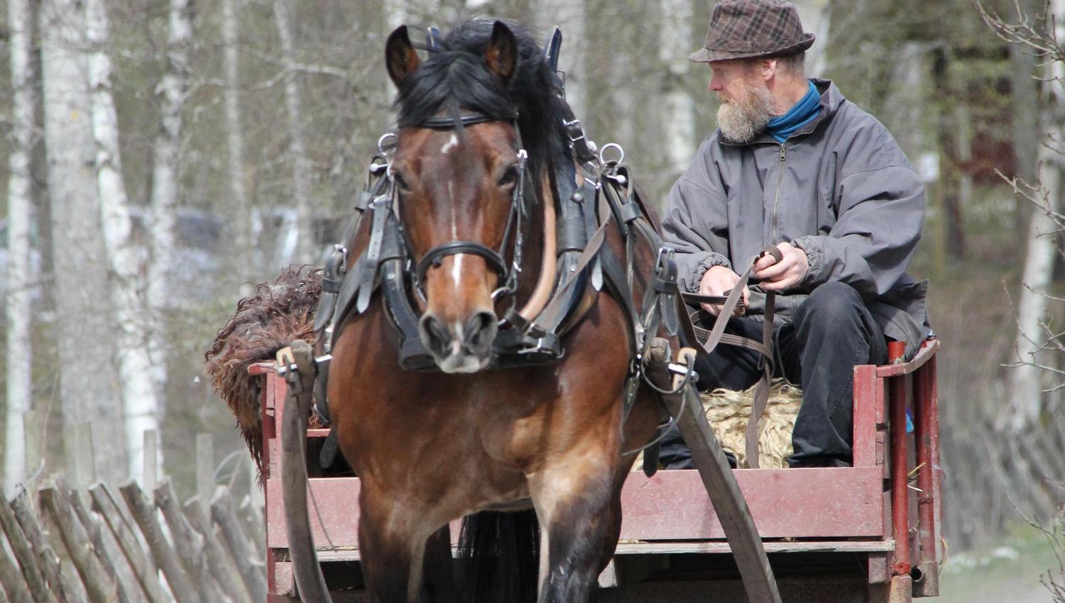 Man, horse and cart on the farm yard