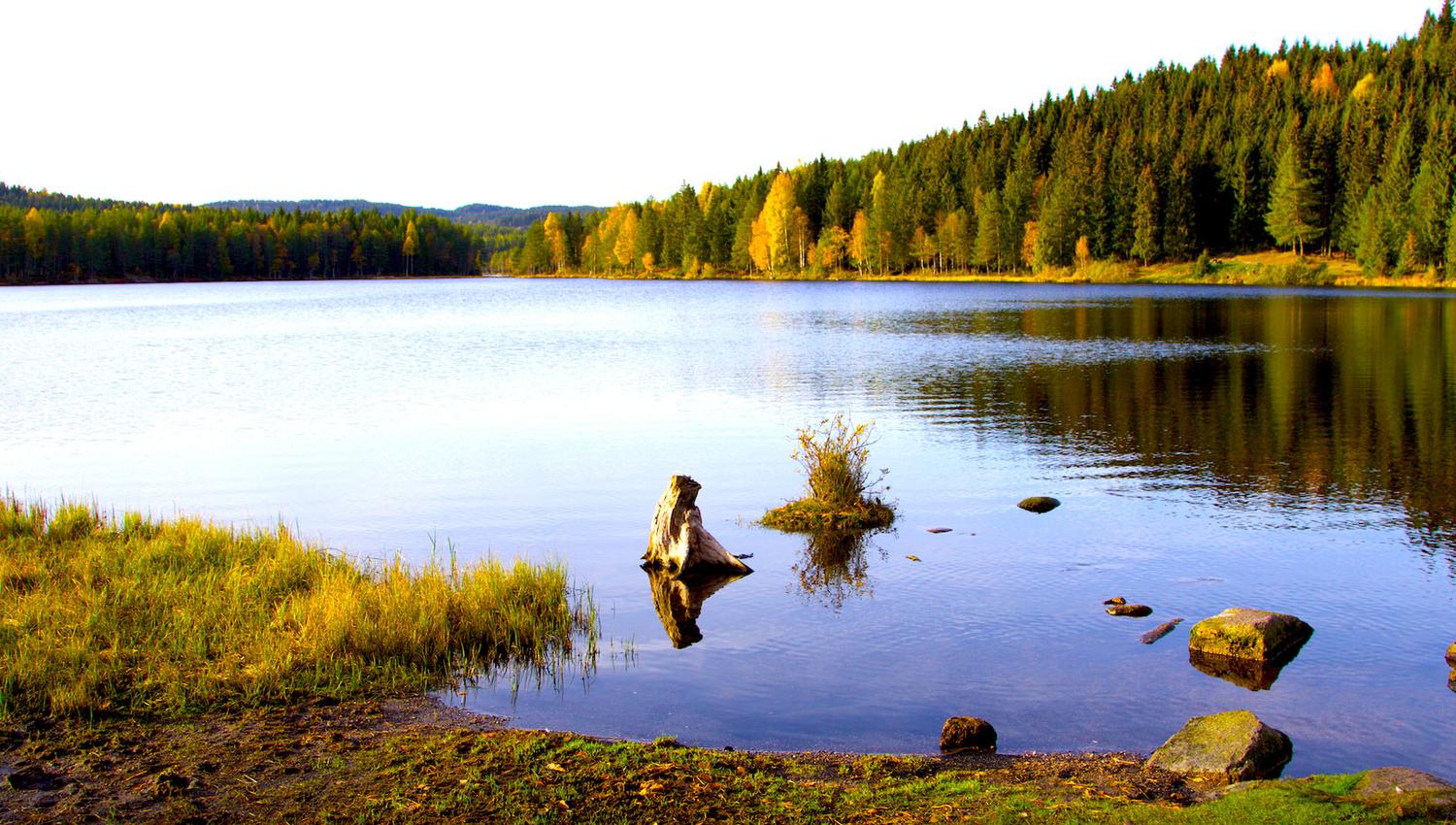 innsjø med skog rundt