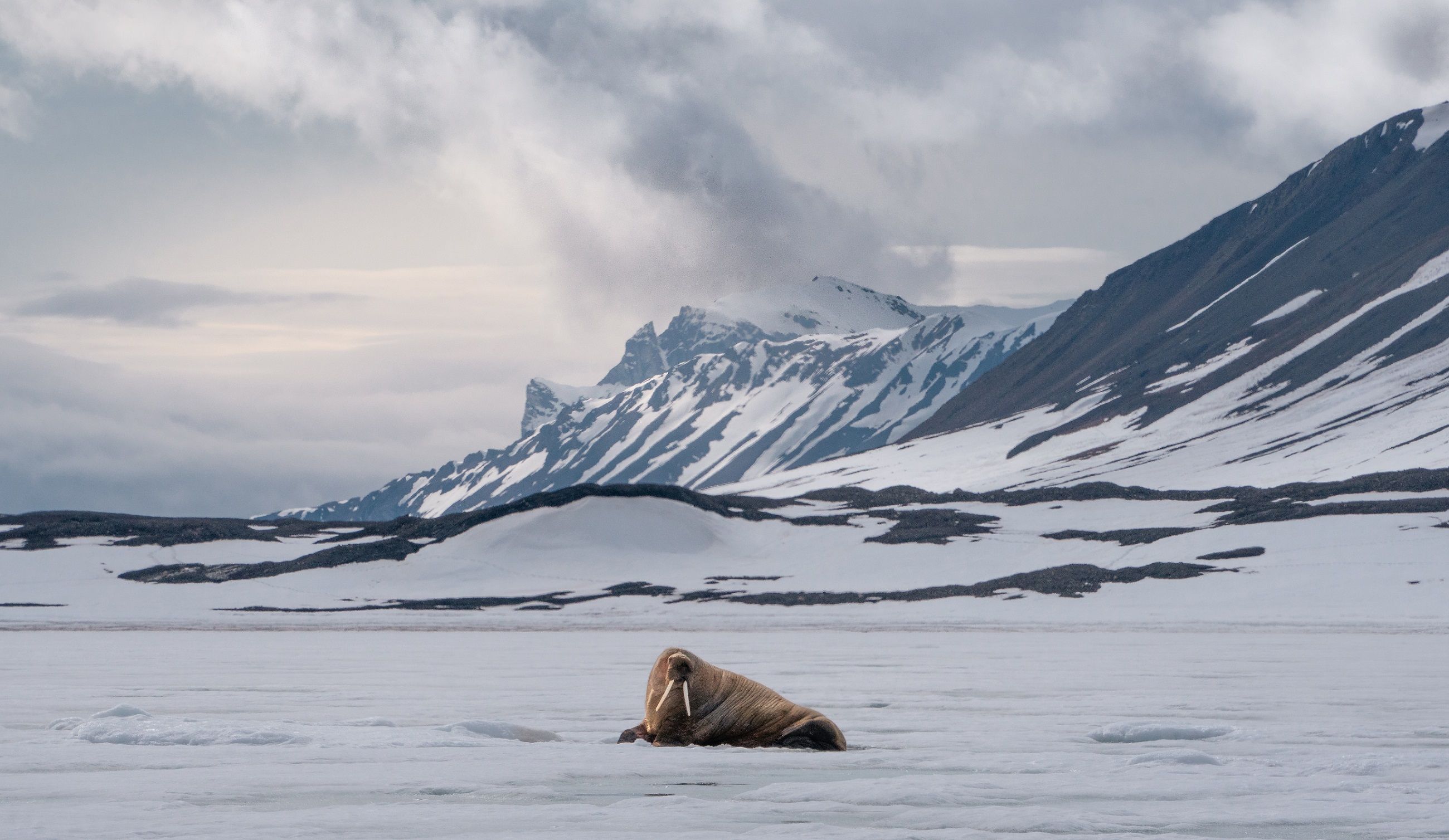 A walrus resting on sea ice with mountains in the background