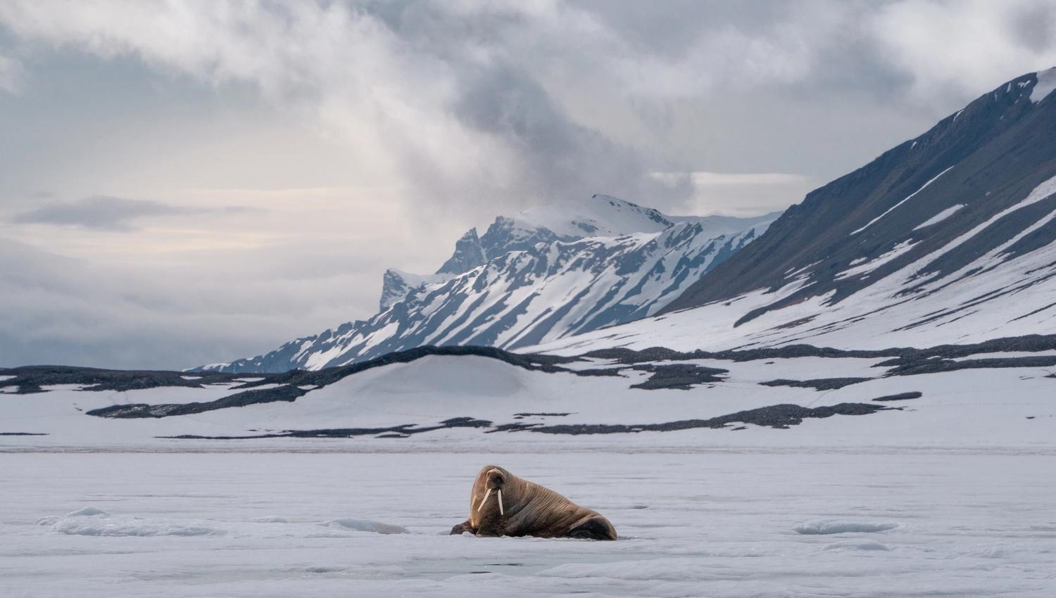 A walrus resting on sea ice with mountains in the background