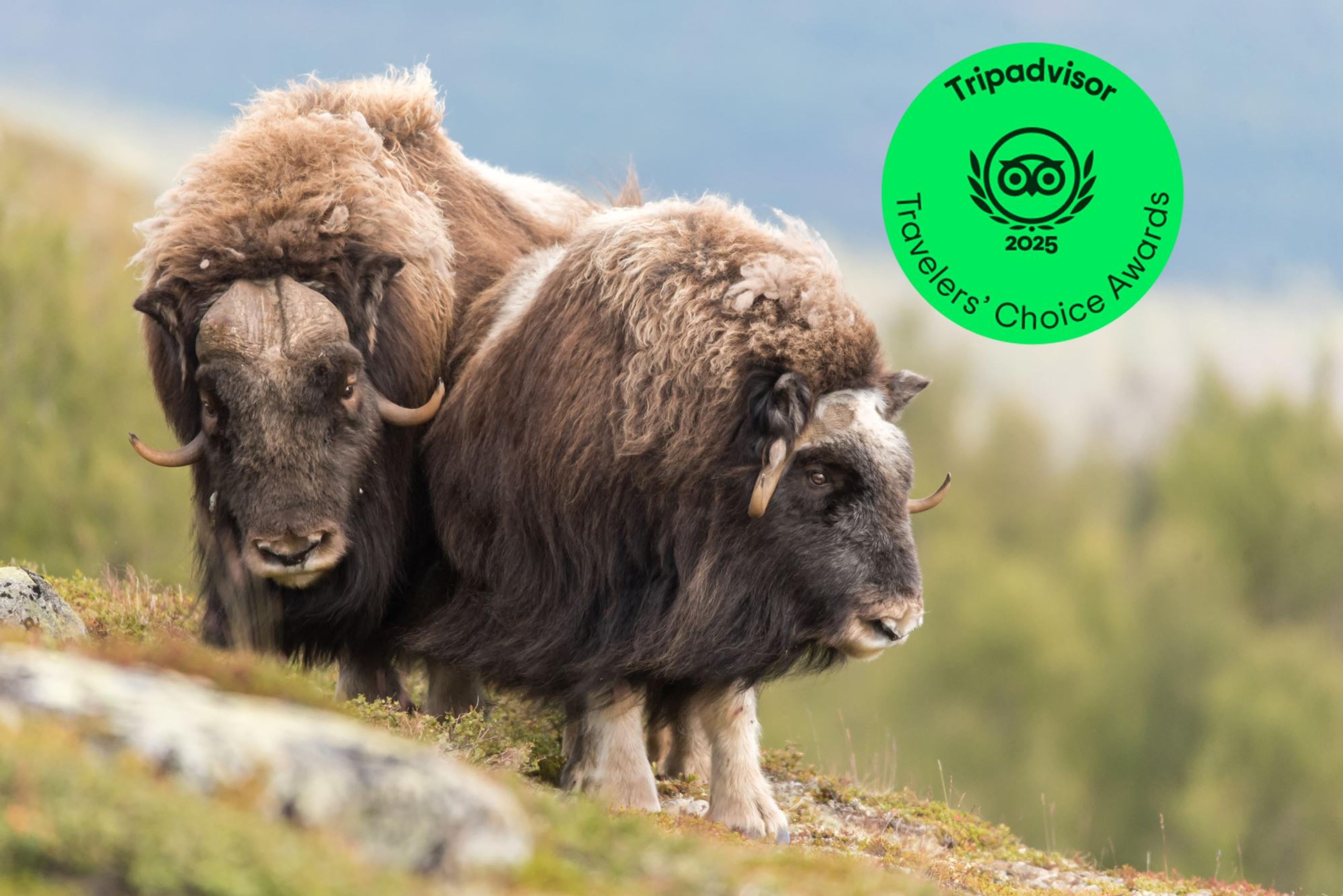 Musk Ox Safari - Public tour