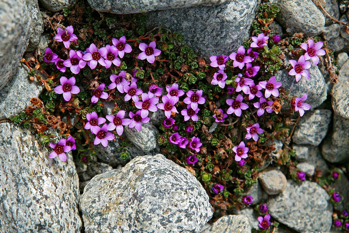 Rasletinden_Rødsildre_20090624031