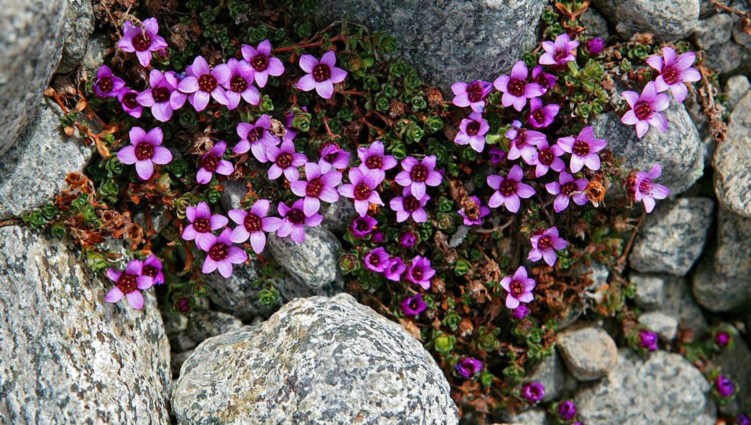 Rasletinden_Rødsildre_20090624031