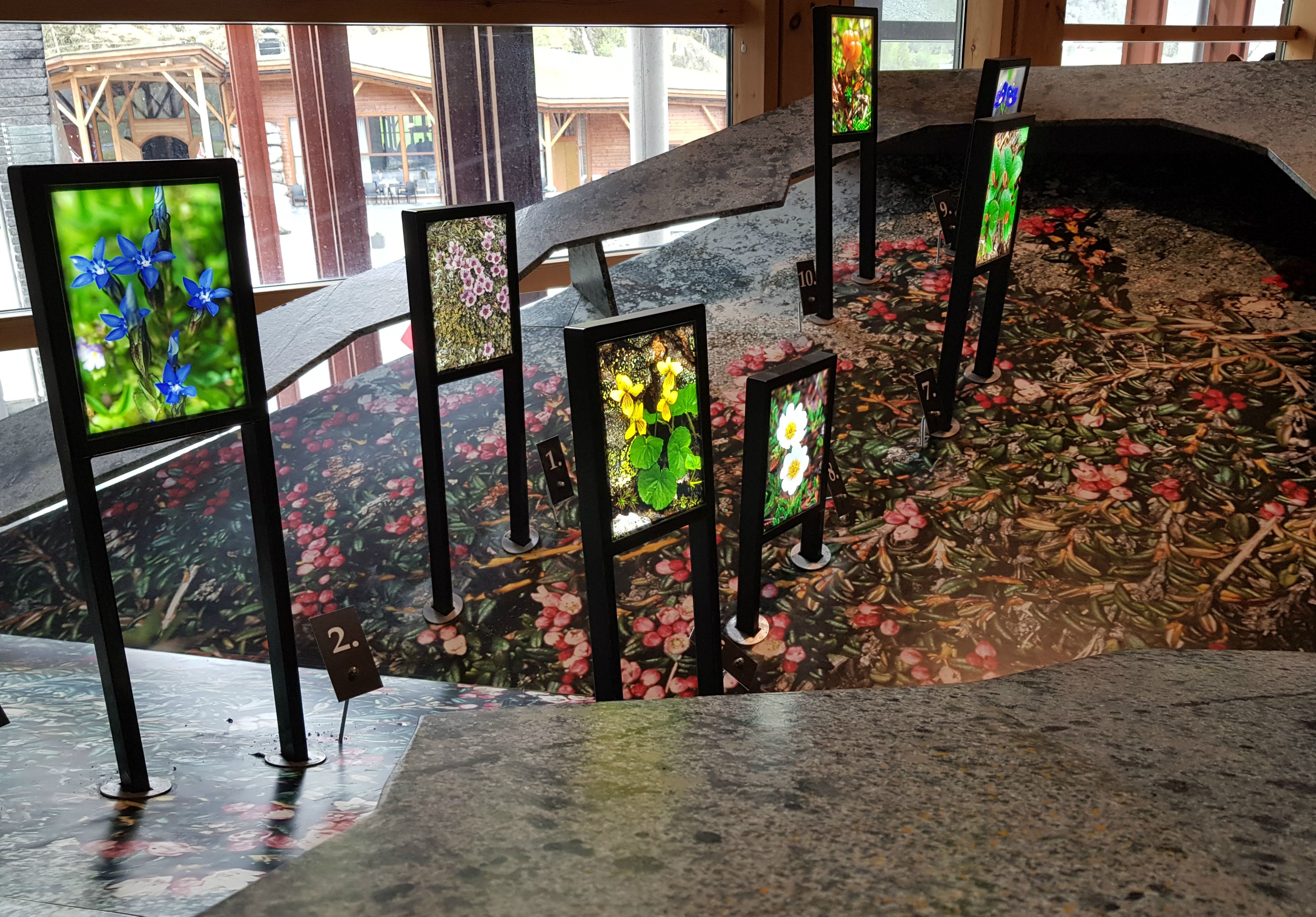 Display screens showing different types of plants in the flora section of the exhibition.