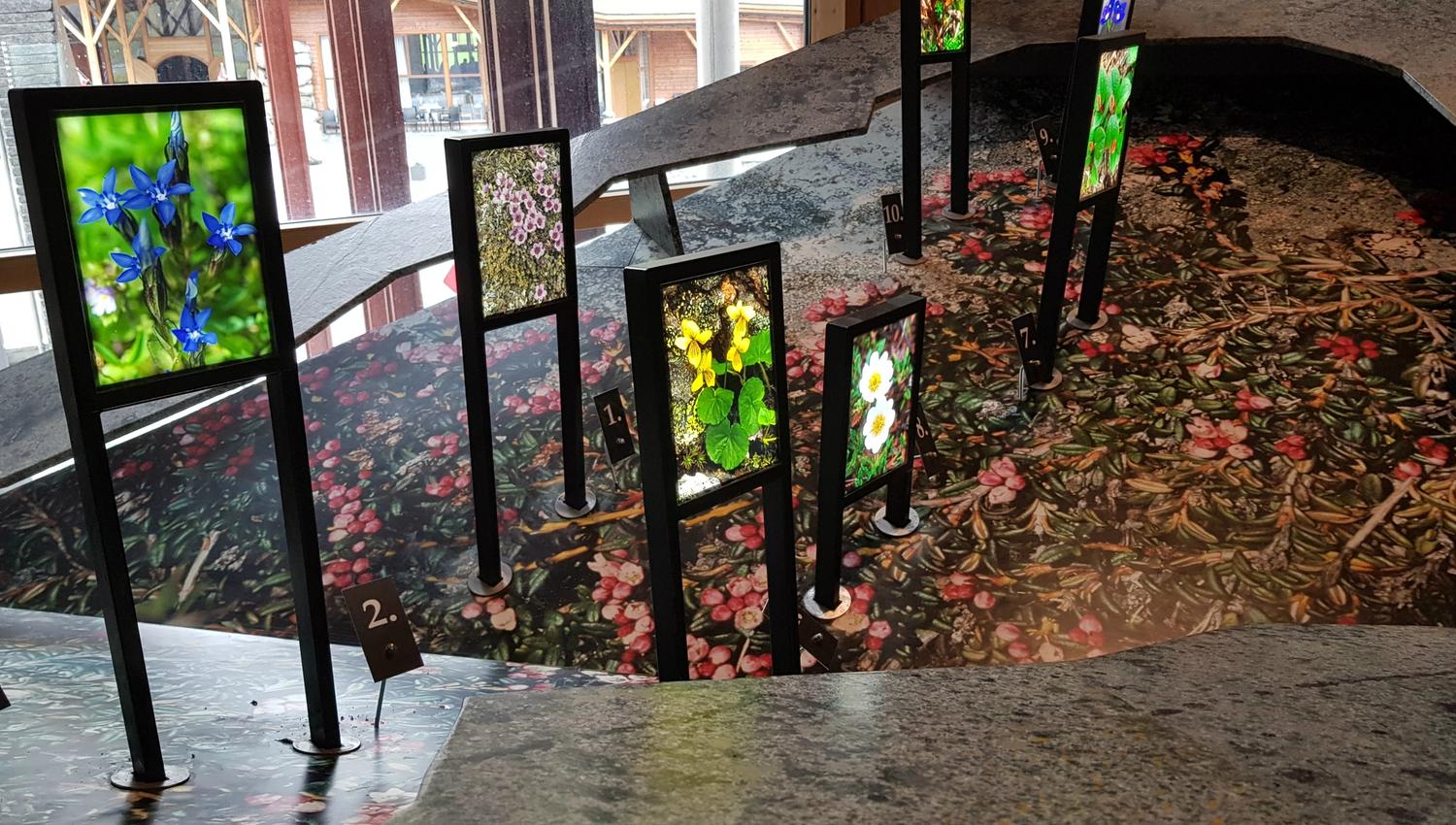 Display screens showing different types of plants in the flora section of the exhibition.