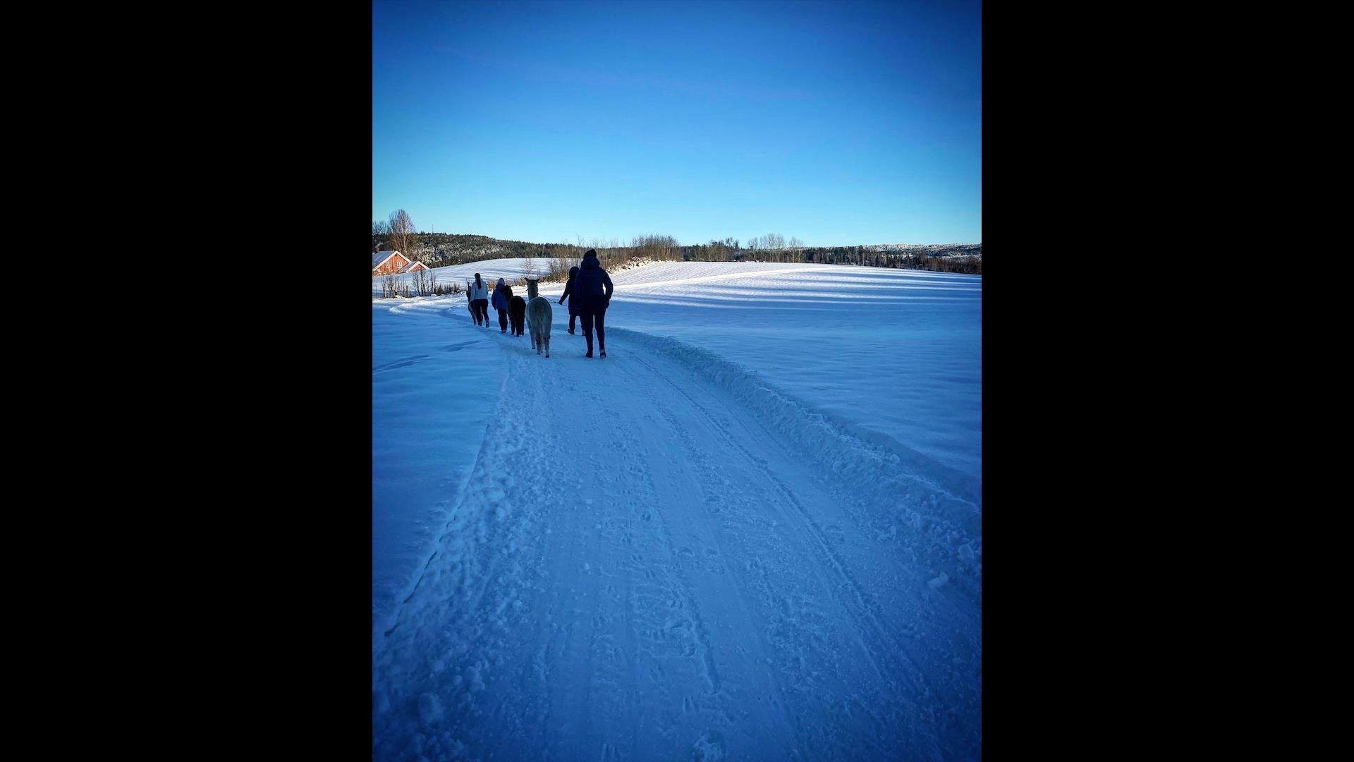 Nilsstua Alpakka