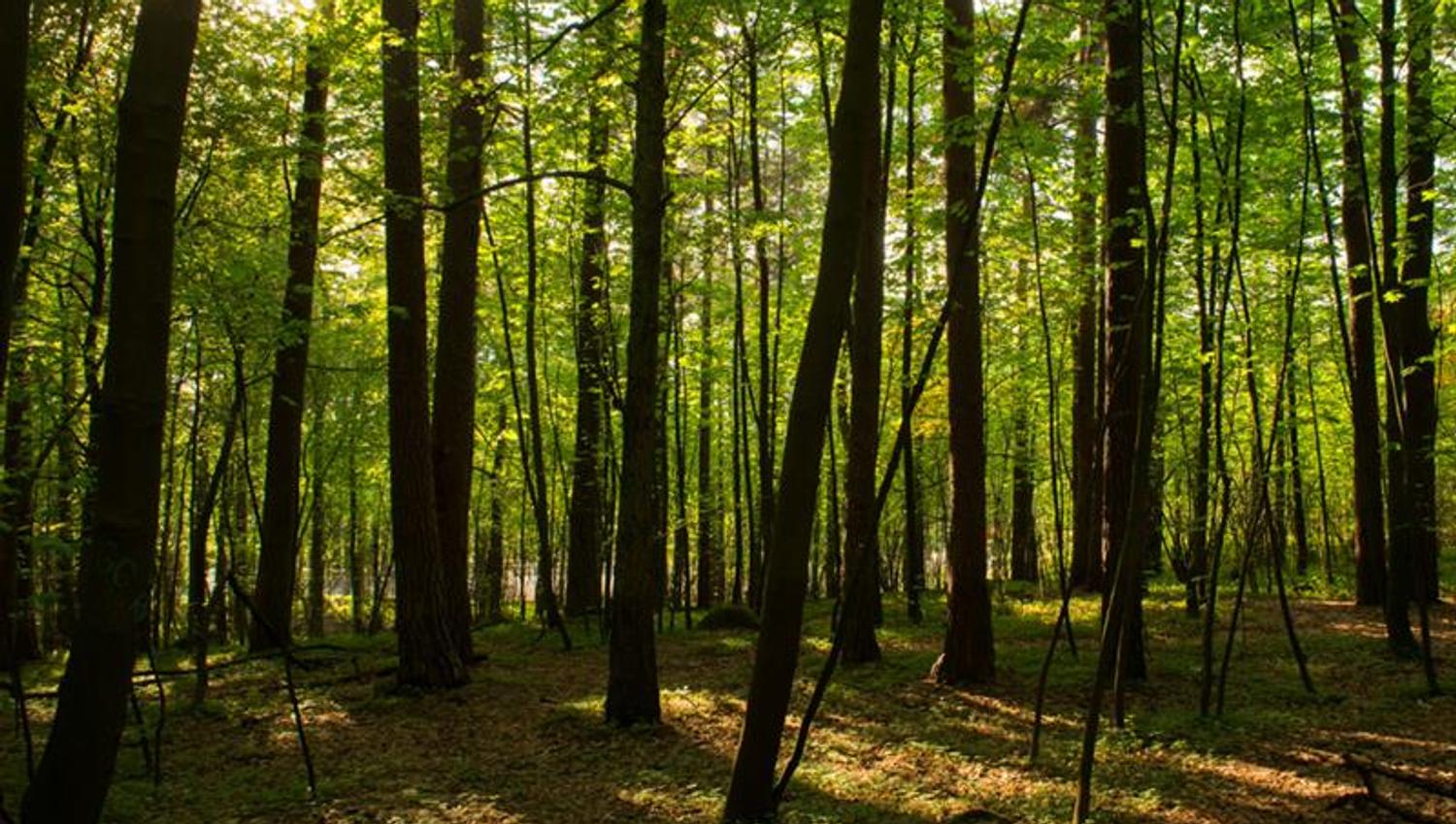 Woods.