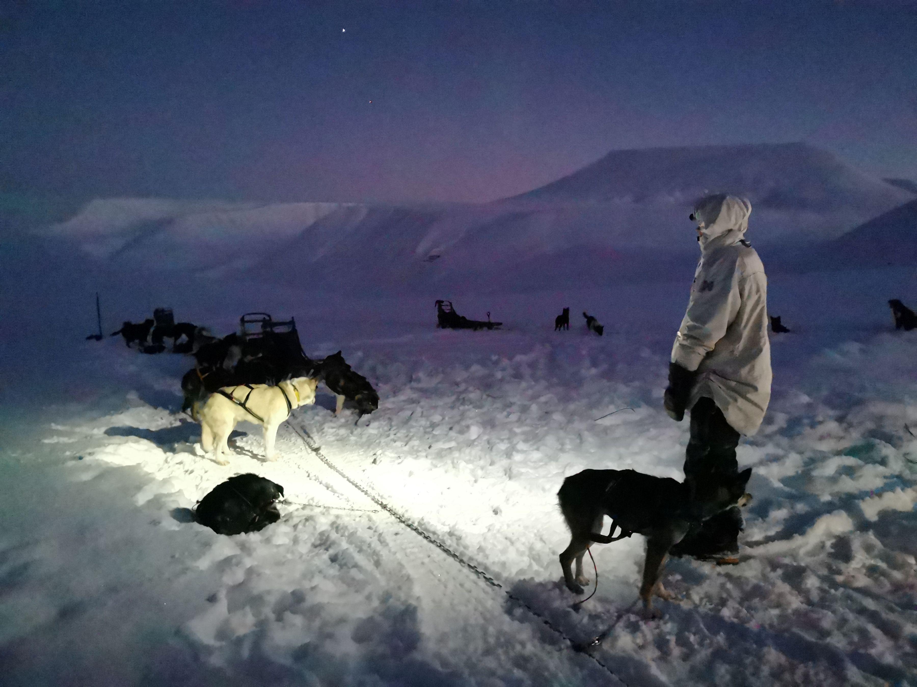 Polar Night Adventure: Dogsledding, Lunch, and Stories of a Sled Dog's Life - Arctic Husky Travellers
