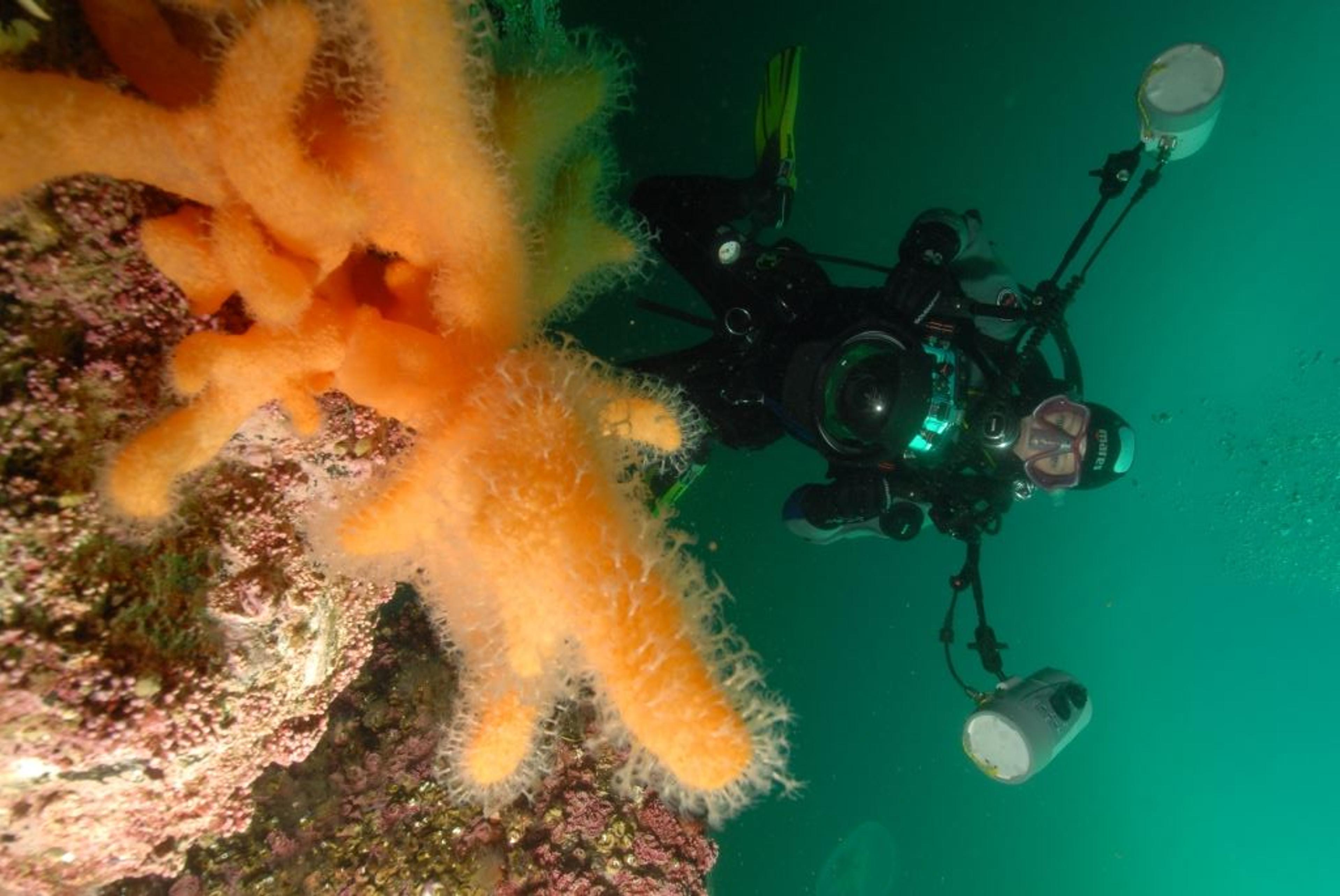 Arctic Scuba Diving with PADI 5 Star Dive Resort