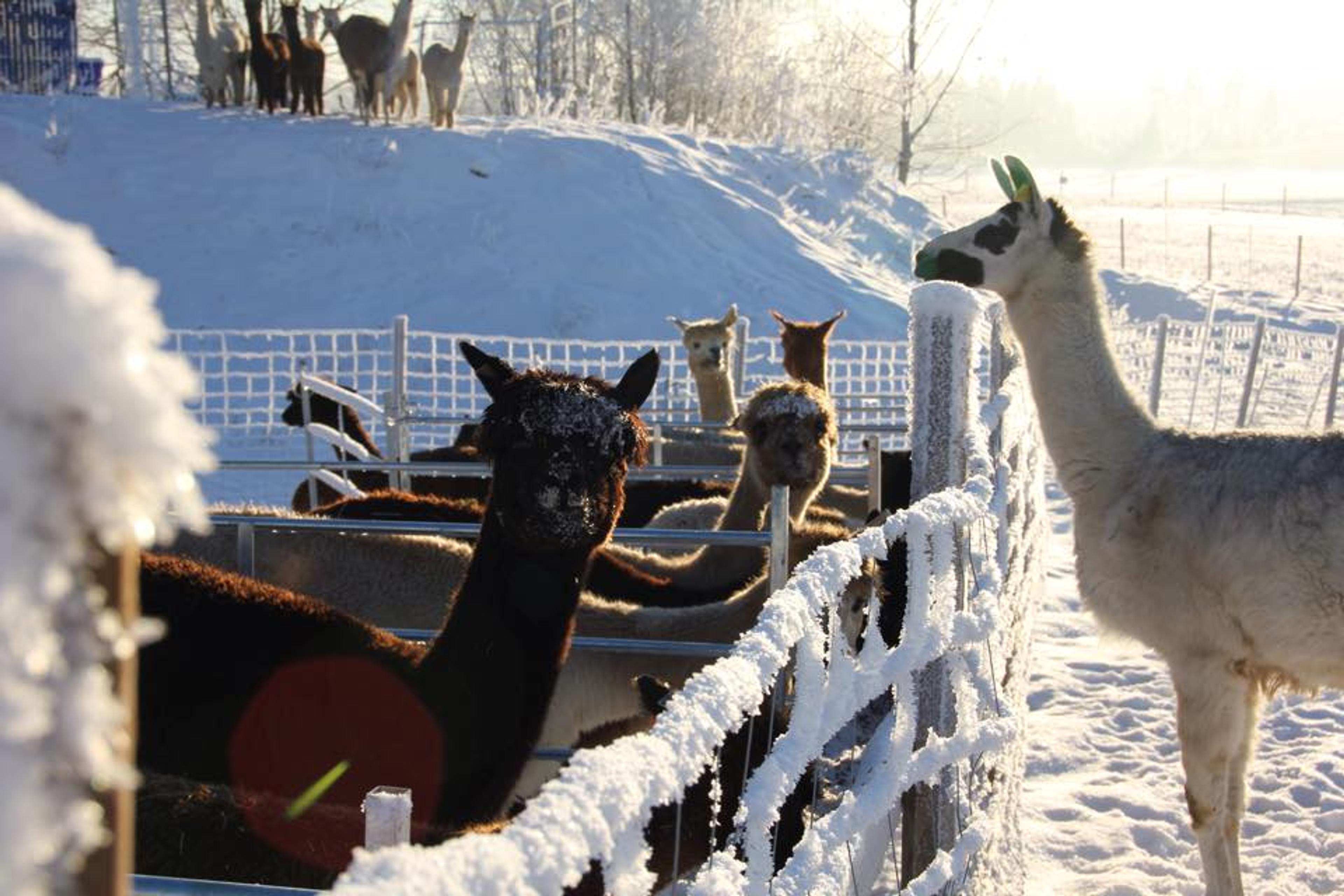 Walking with Alpacas