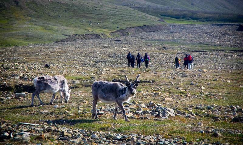 Svalbard reindeer in the foreground with a group of people hiking in the background