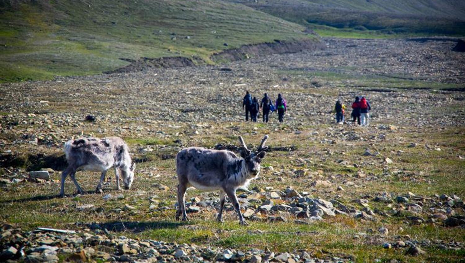 Svalbard reindeer in the foreground with a group of people hiking in the background