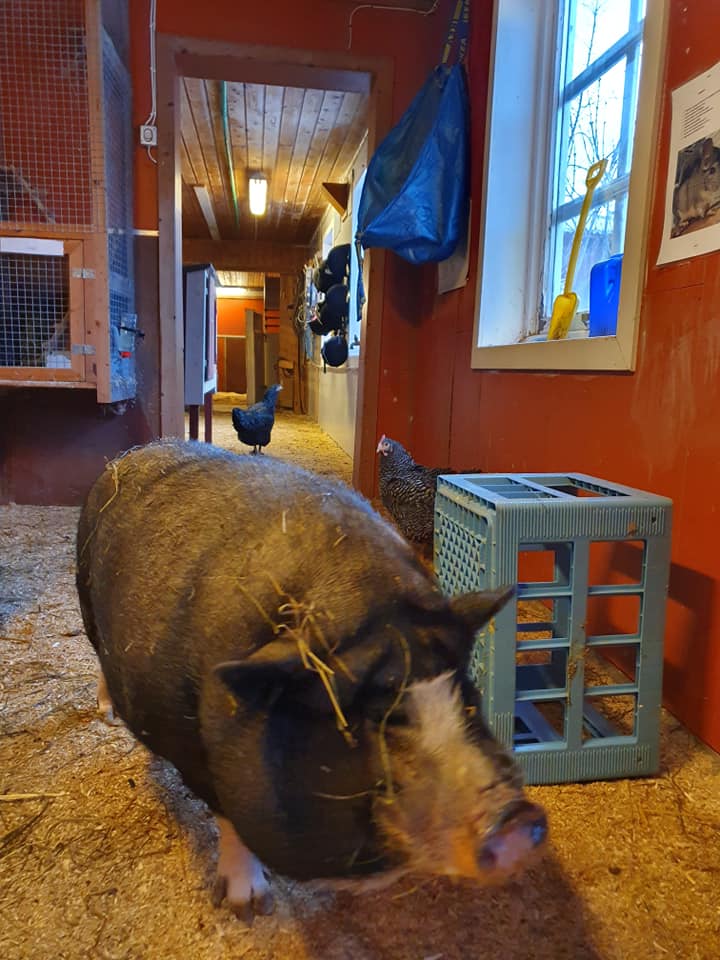 Gris ved Jørum Gård