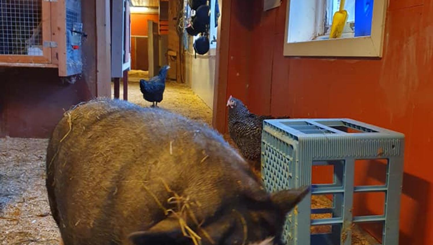 Gris ved Jørum Gård