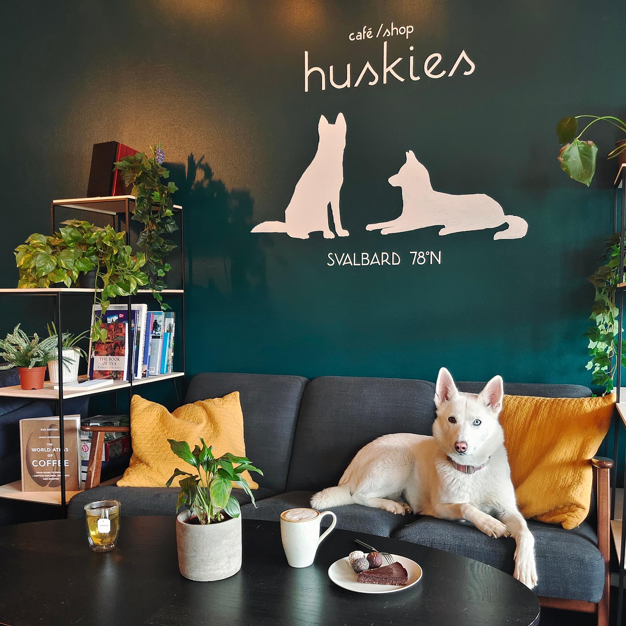 A husky resting in a sofa behind a table with a cup of tea, coffee, a plate with cake and a plant on it.