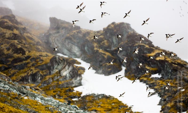 A flock of little auks flying 