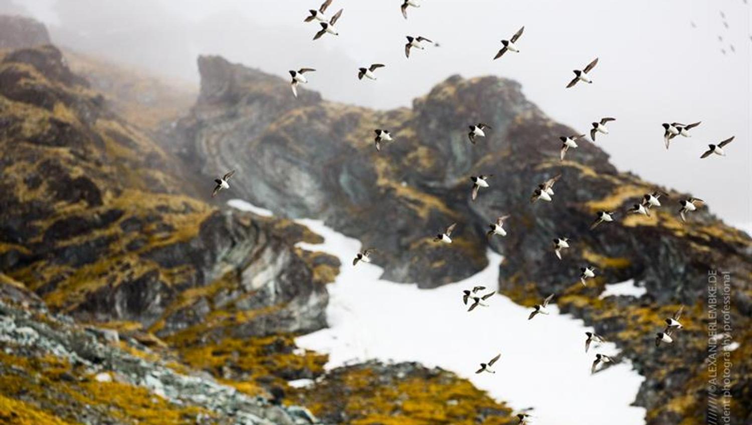 A flock of little auks flying