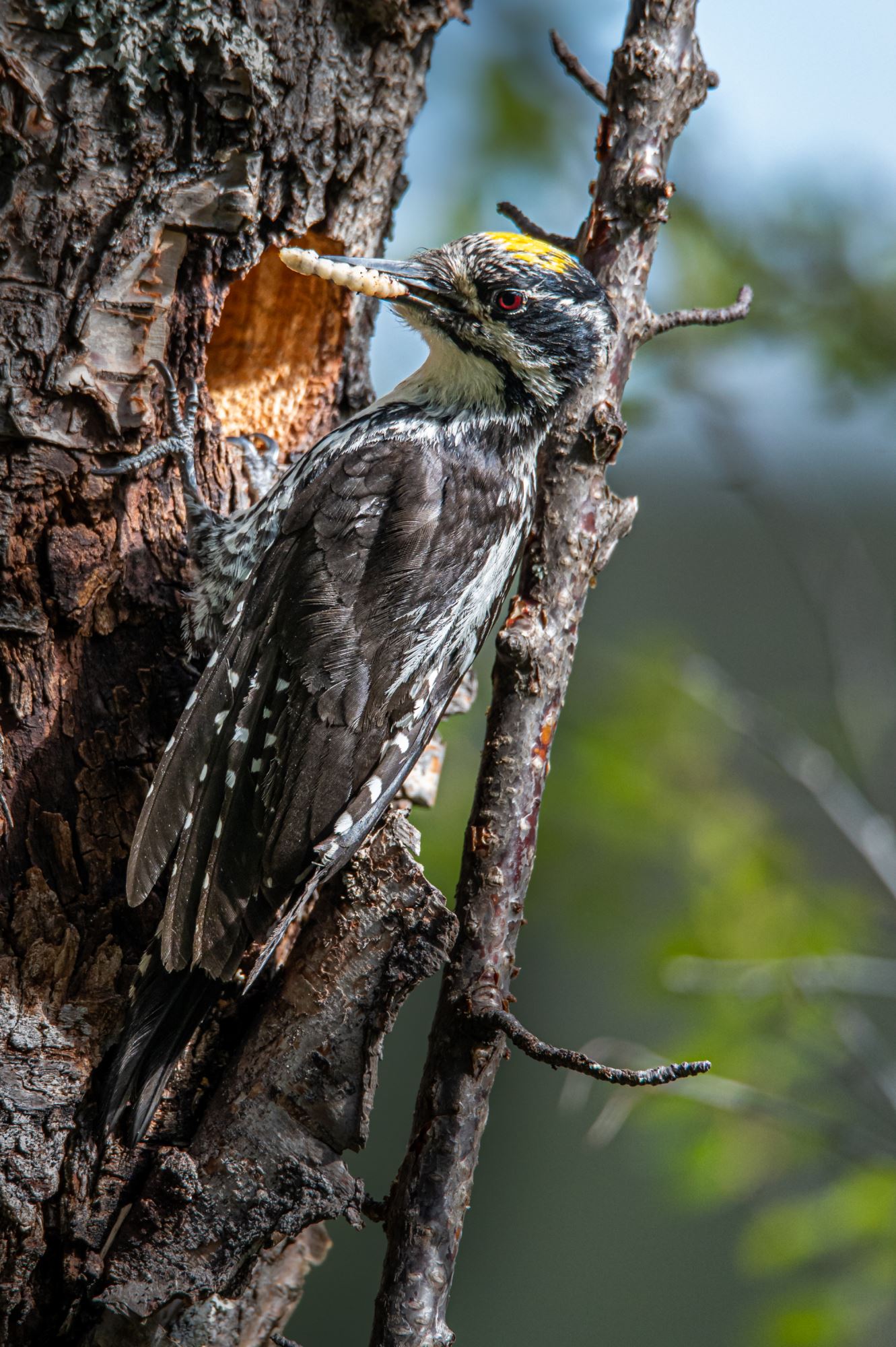 Bird watching with guide