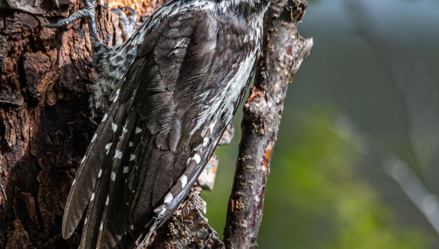 Bird watching with guide