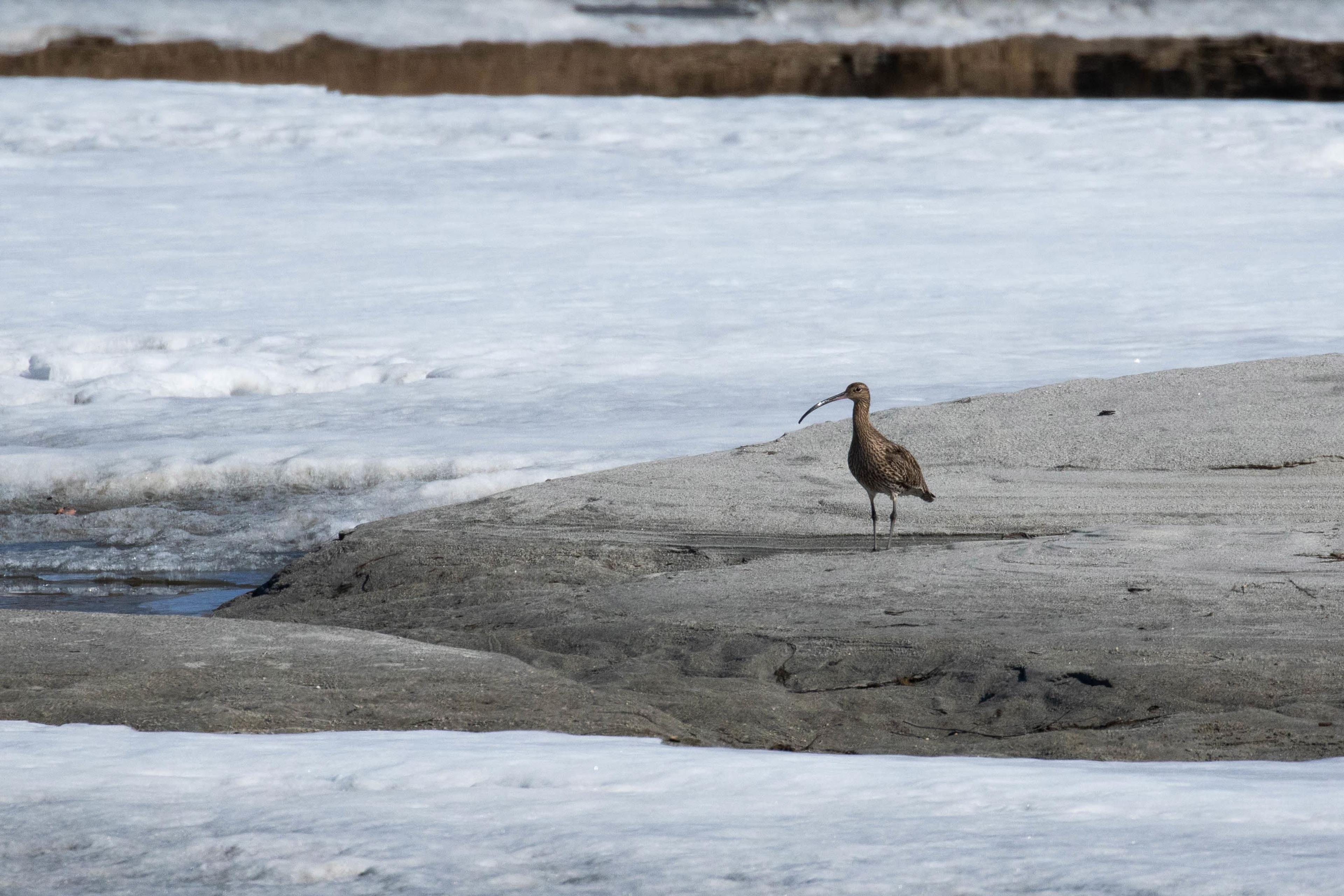 Birdwatching with Dovre og Lesja Aktiv
