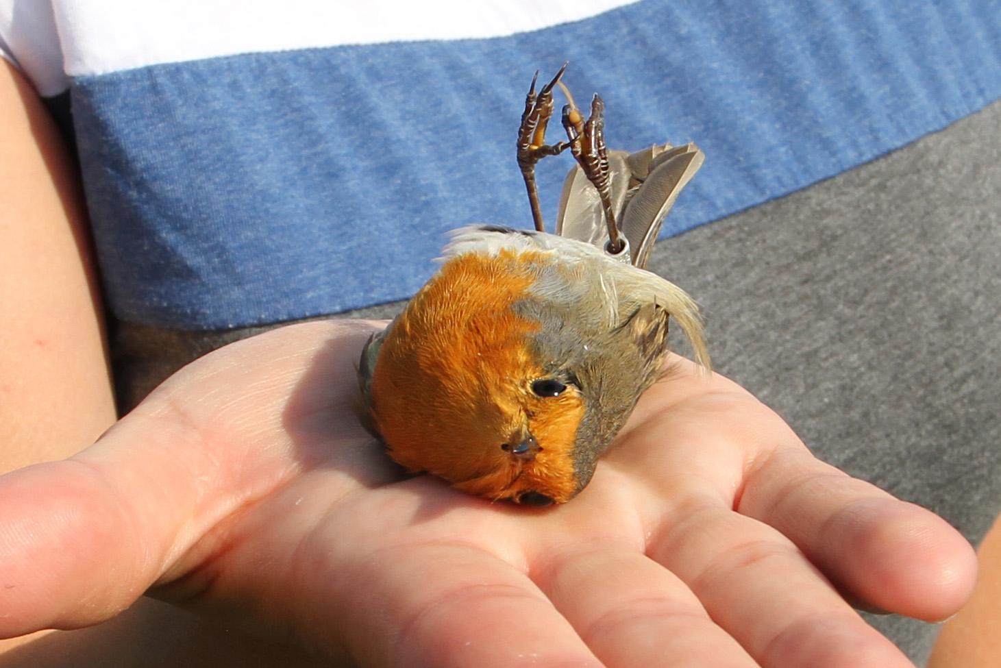 Rødstrupe jomfruland fuglestasjon