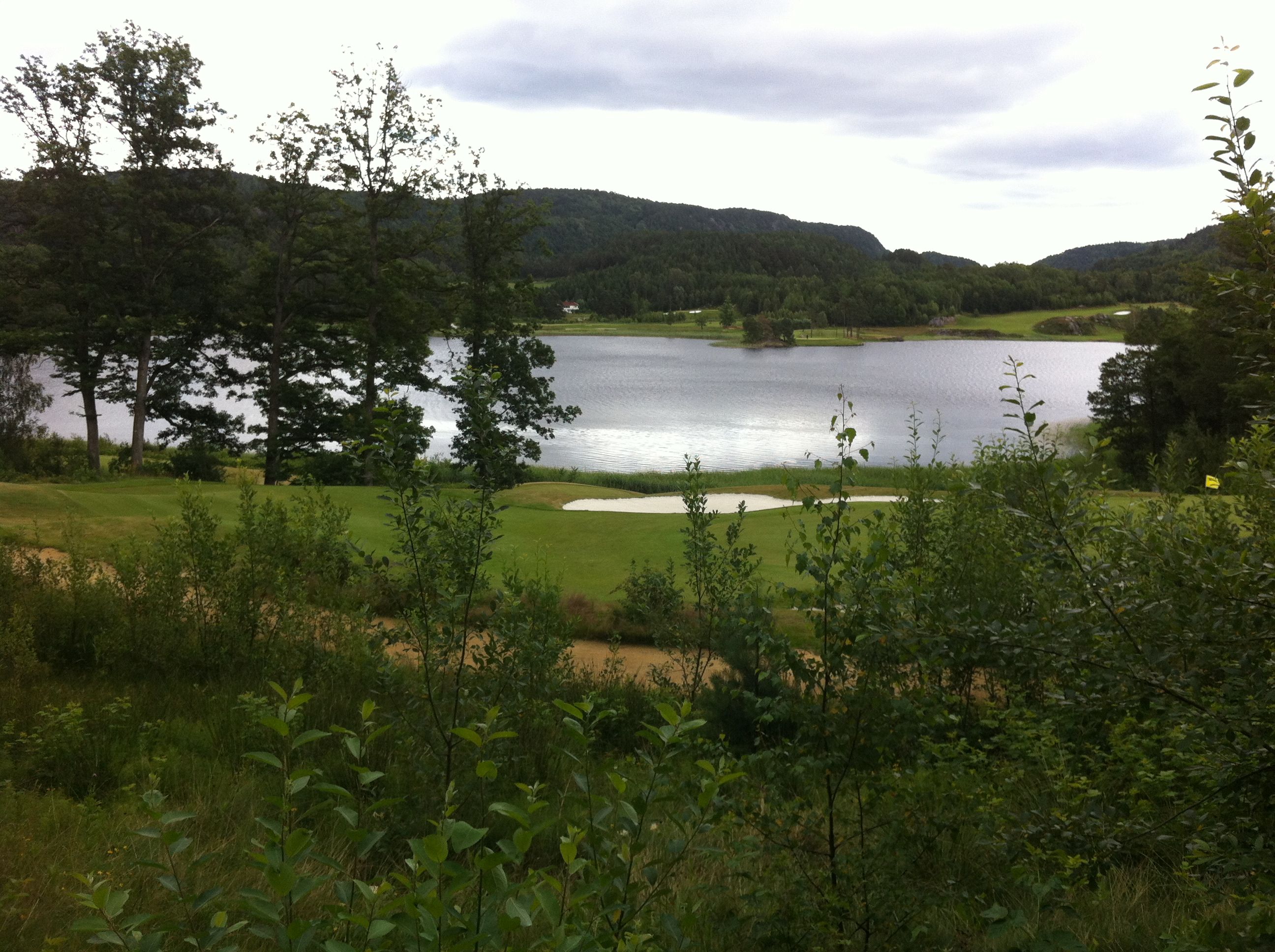 Landskap med gress med vann midt i og skog bak