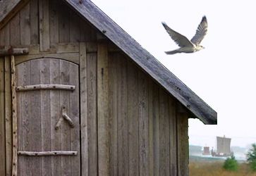 Bird flies over the roof of a small house