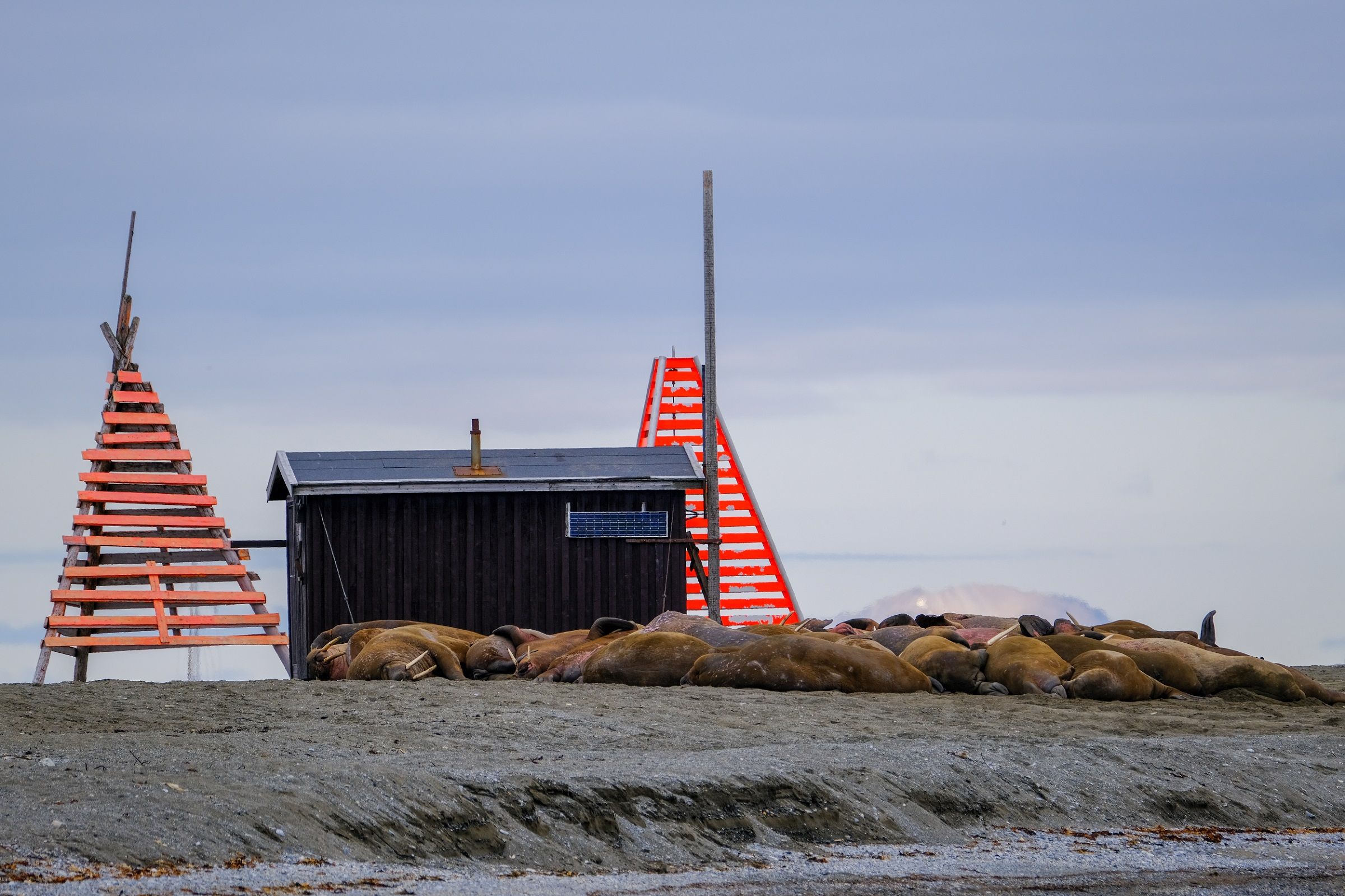 A walrus colony laying on a beach next to a small cabin