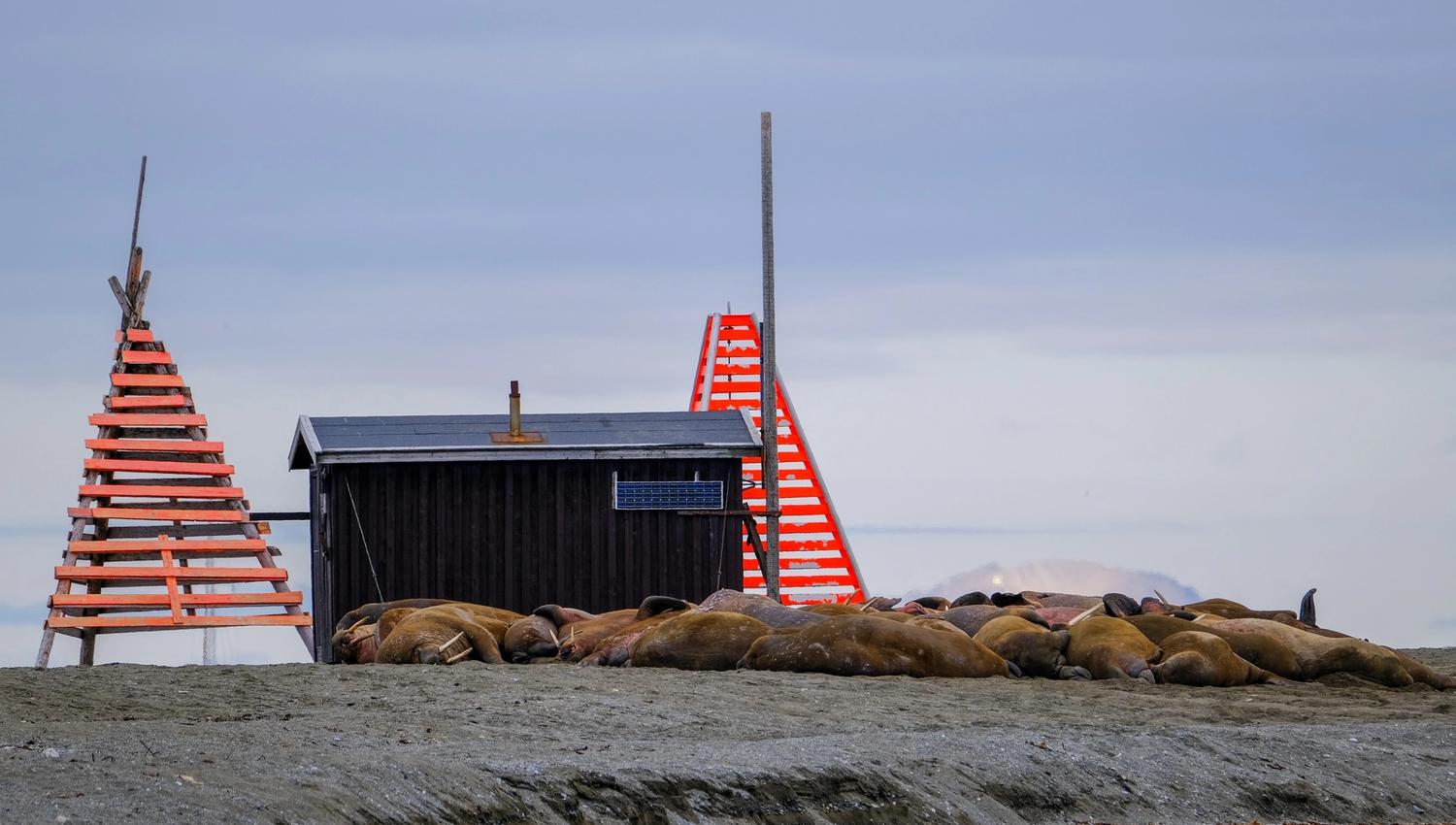 A walrus colony laying on a beach next to a small cabin