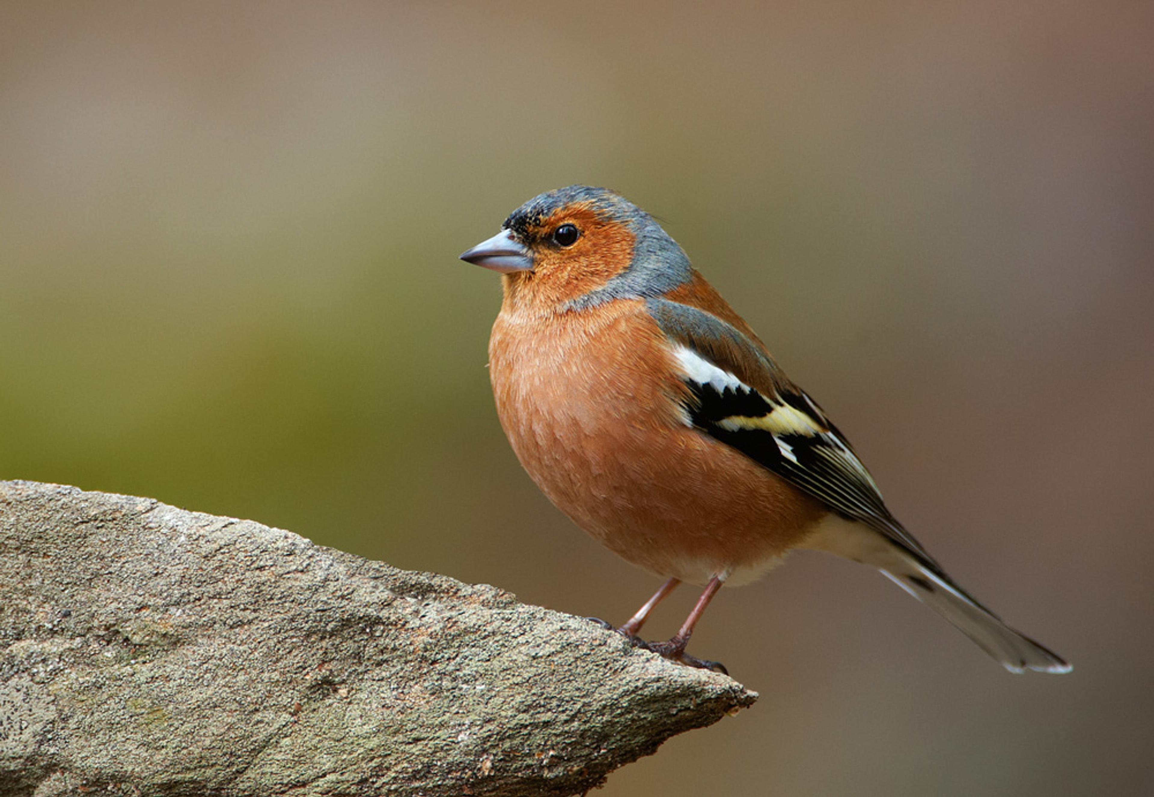 Fuglekikking midt i Telemark