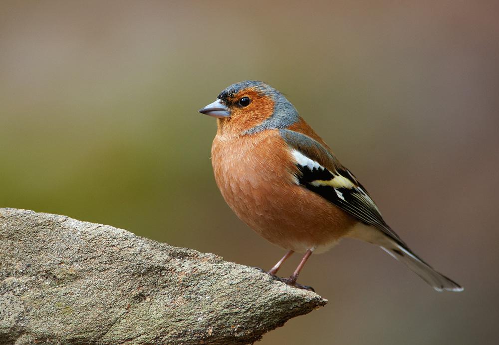 Fuglekikking midt i Telemark
