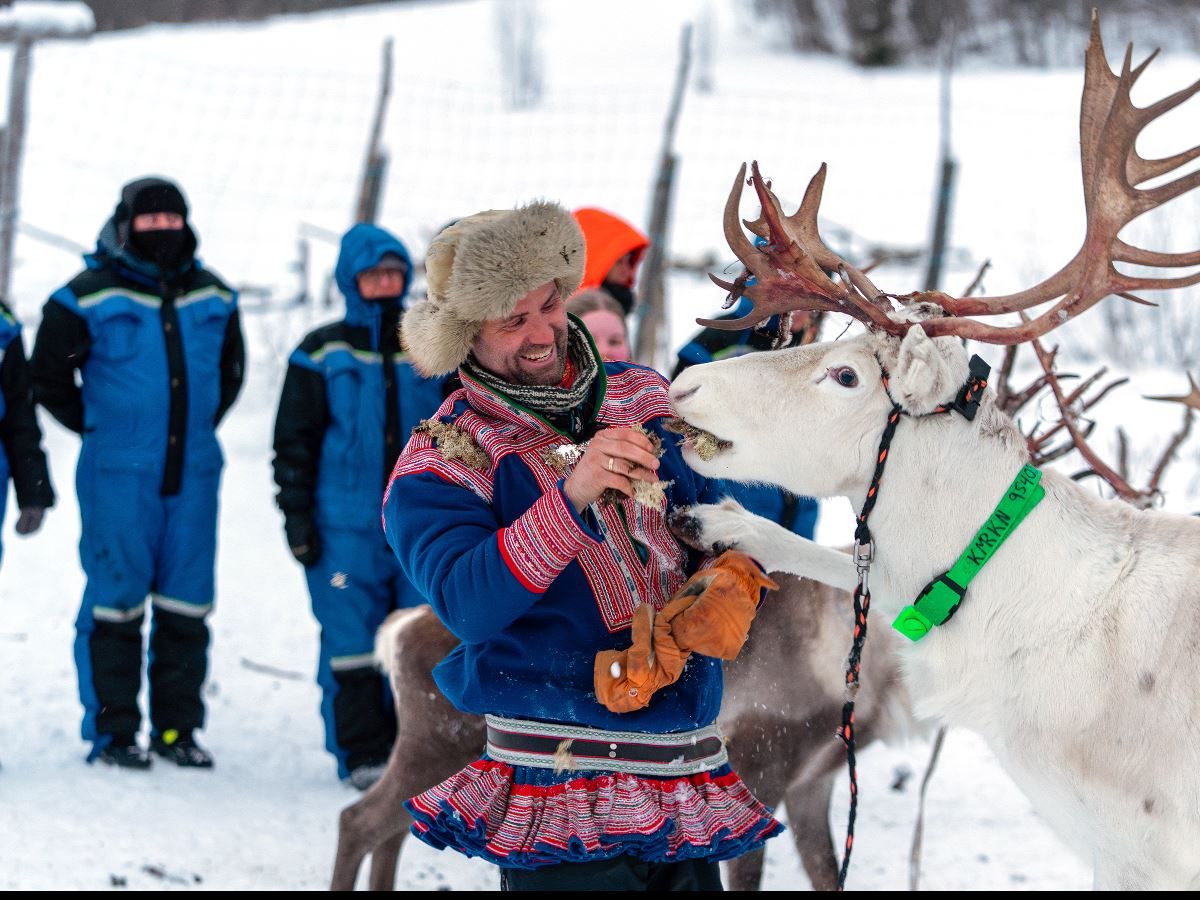 Sami reindeer herder feeds his reindeer