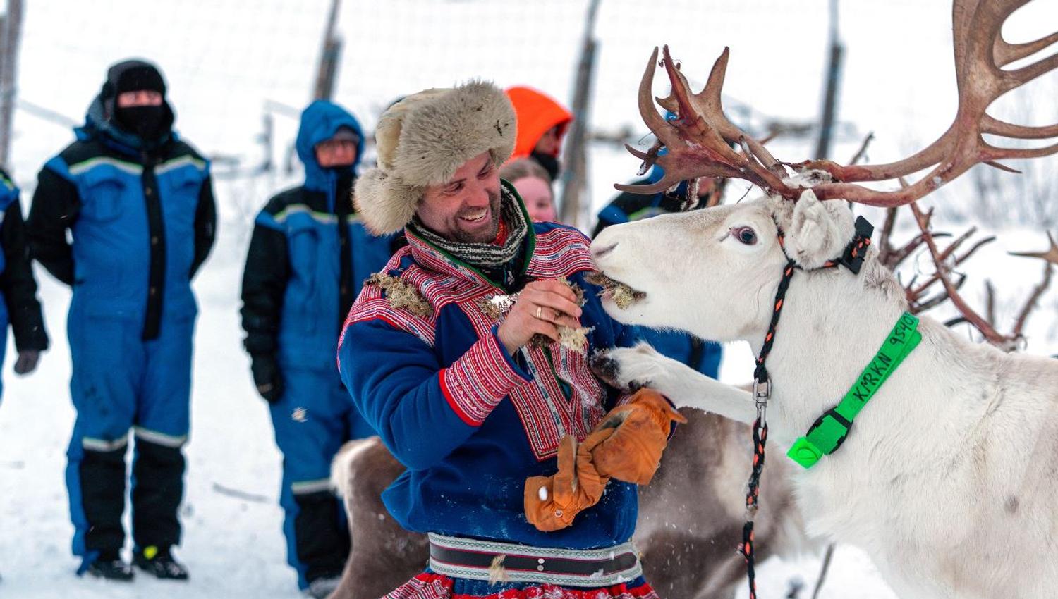 Sami reindeer herder feeds his reindeer