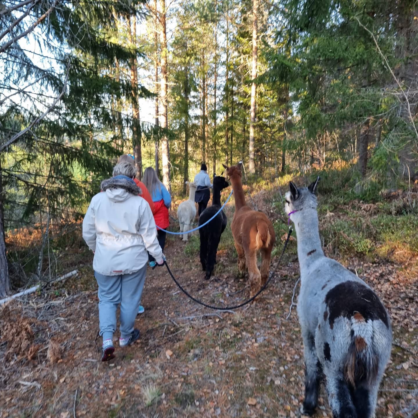 gruppe går tur med alpakkas