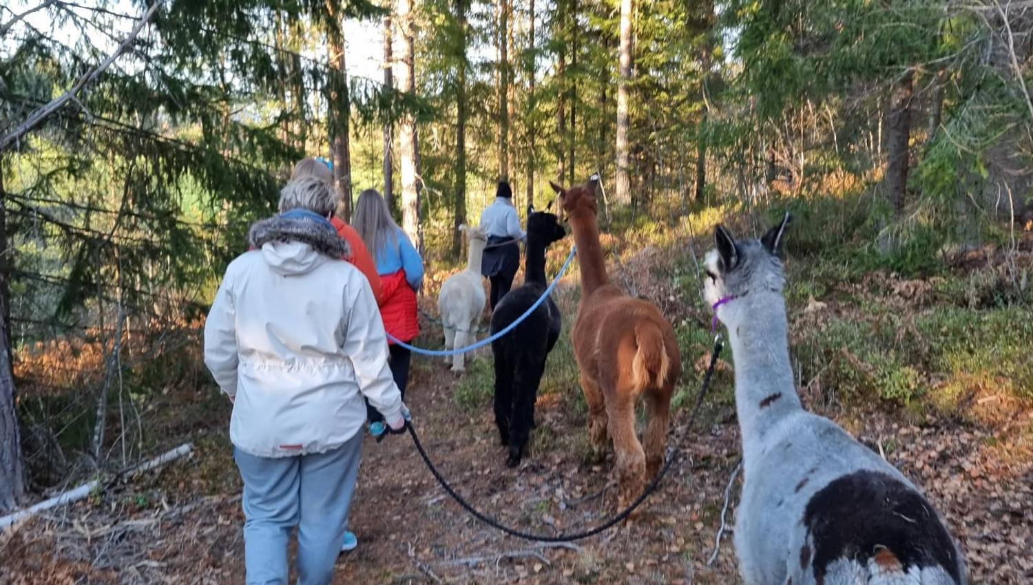 gruppe går tur med alpakkas