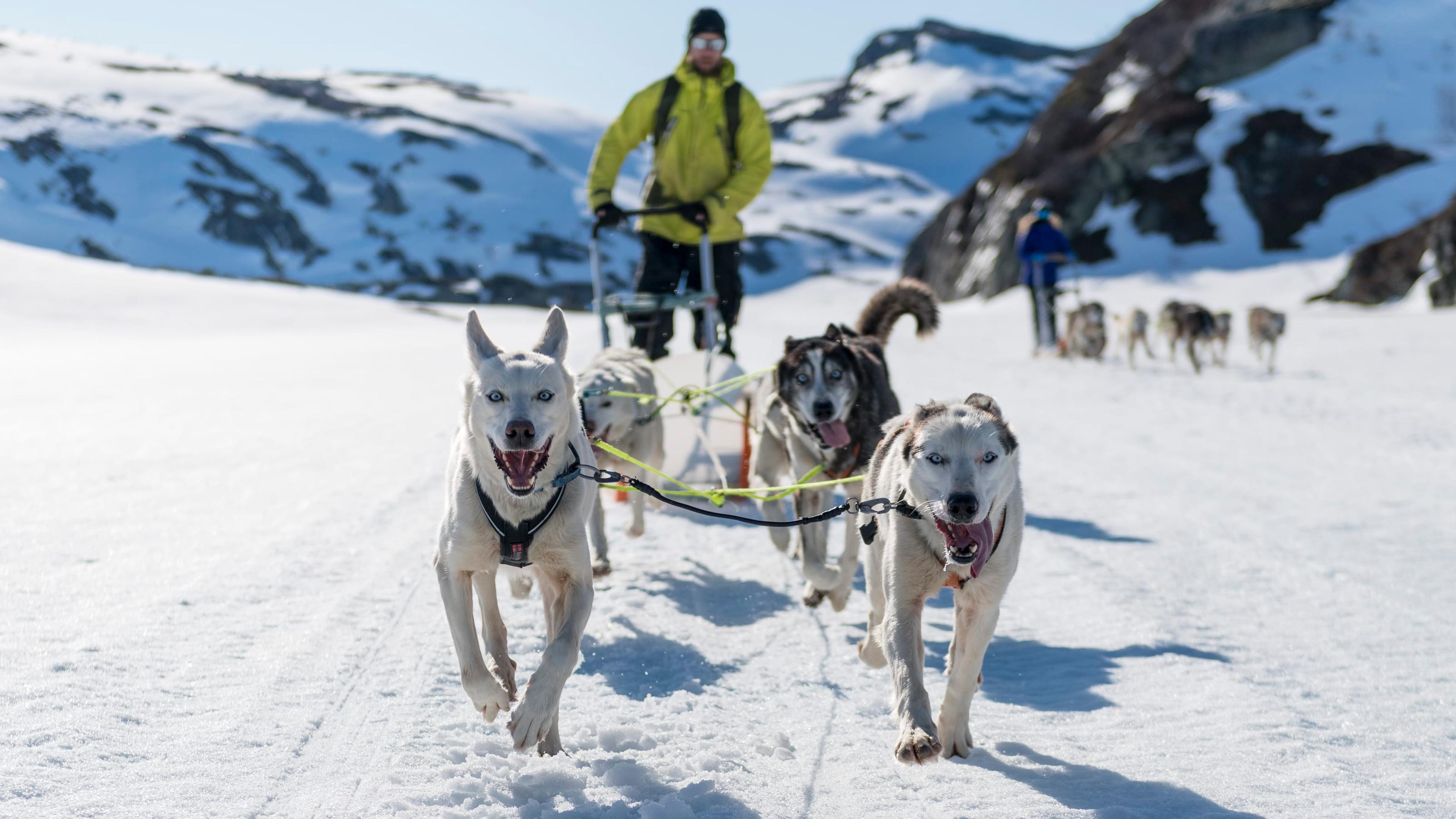 Hundekjøring/dogsledding.