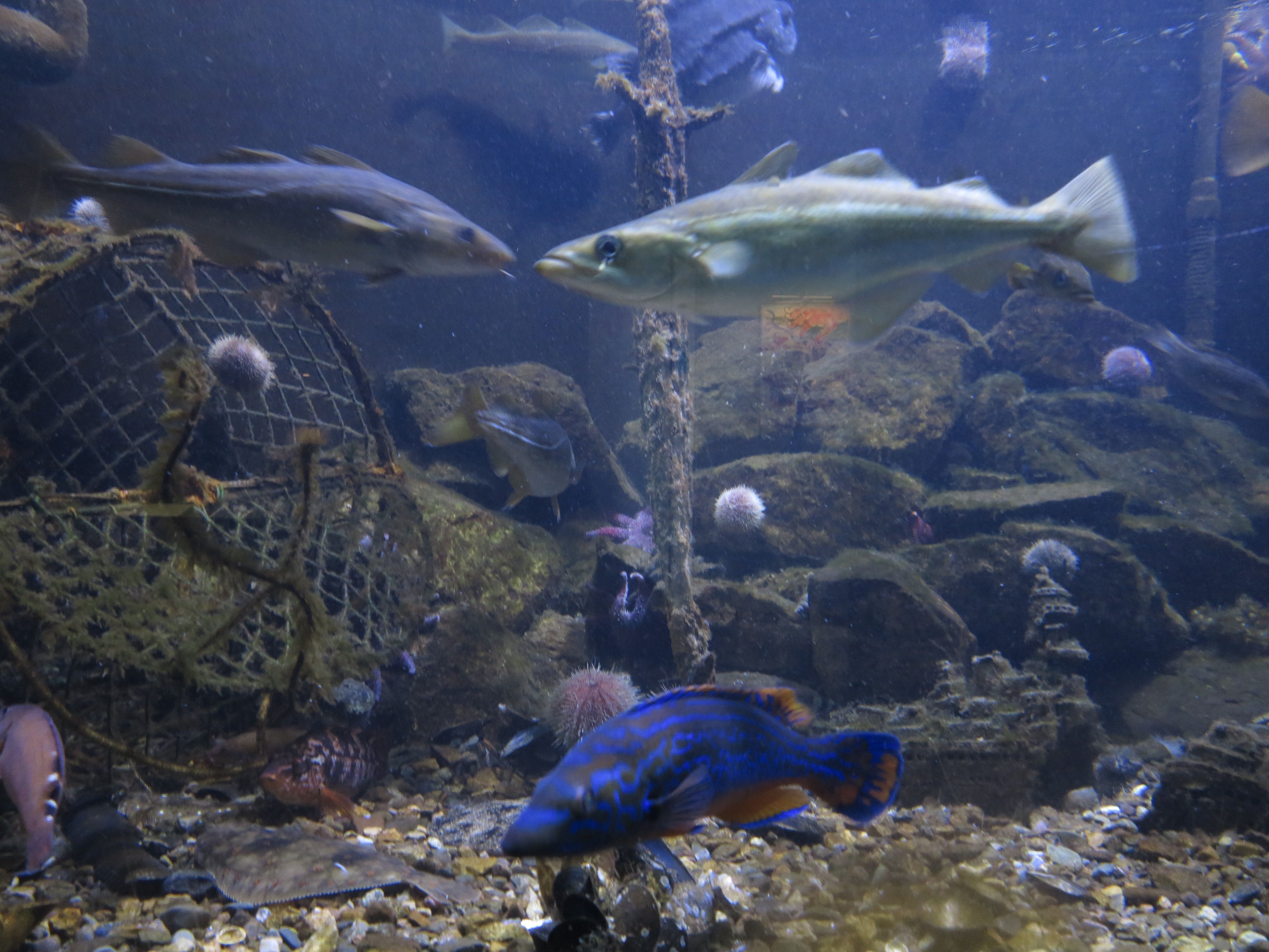 Drøbak Akvarium fisk