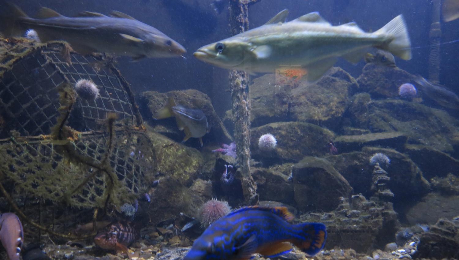 Drøbak Akvarium fisk