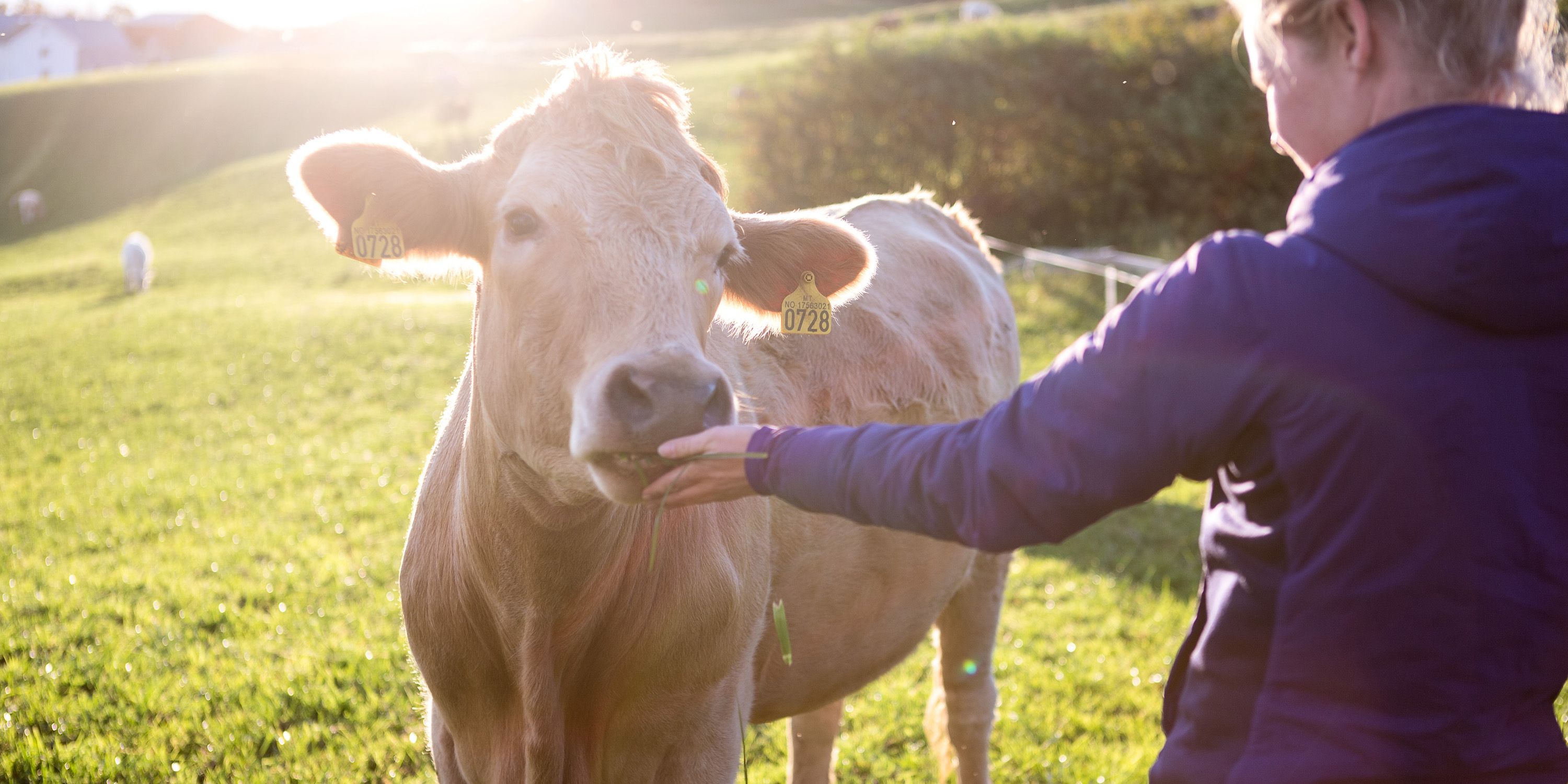 Meet the cows at the farm