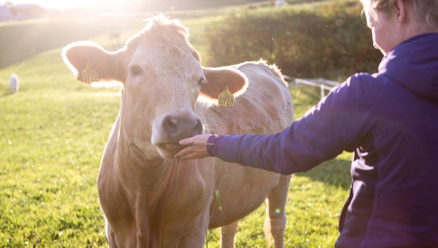Meet the cows at the farm