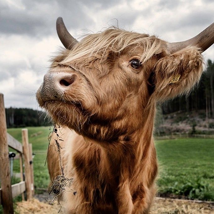 scottish highland cattle