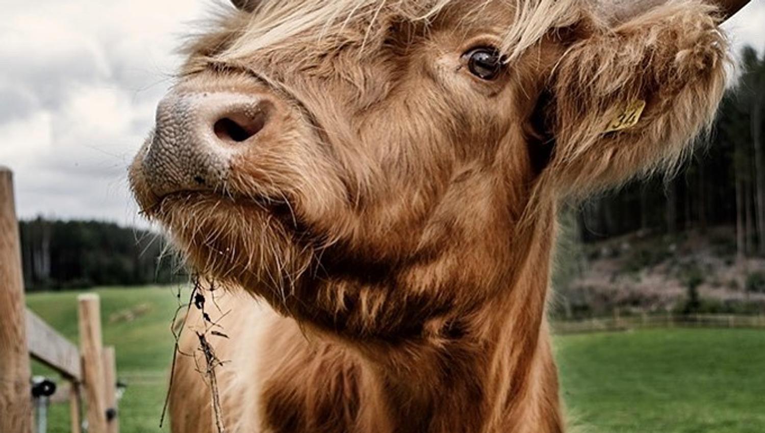 scottish highland cattle