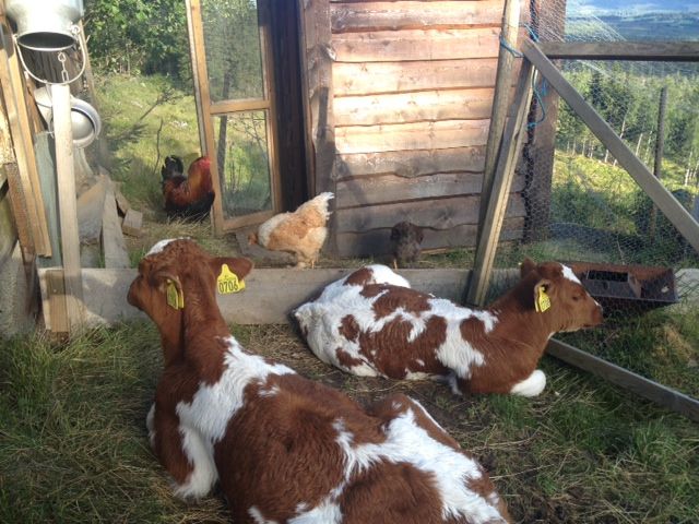 snåsa dravlandseteren (1)