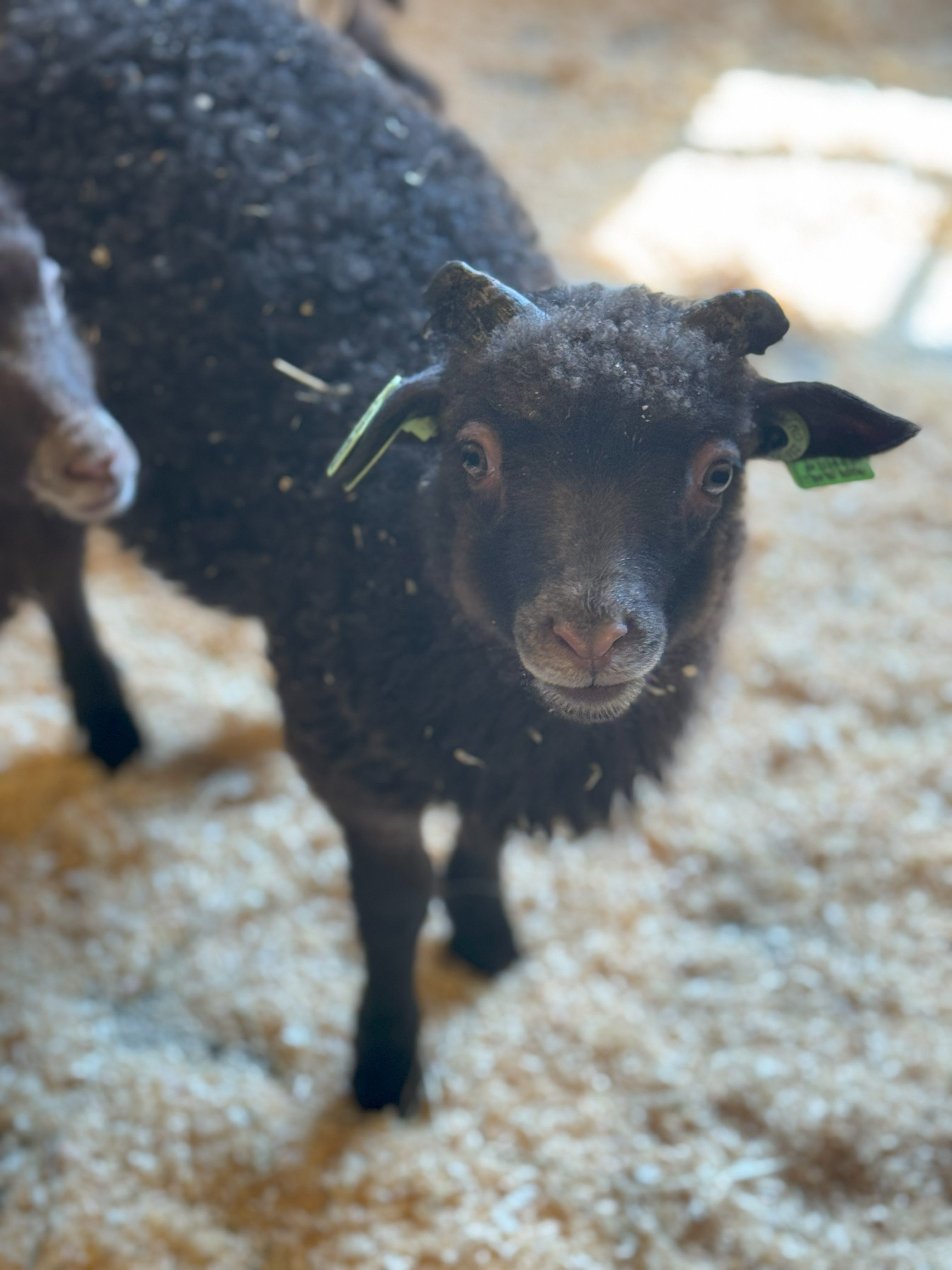 Lindlandgård.SandraGjertviksten9