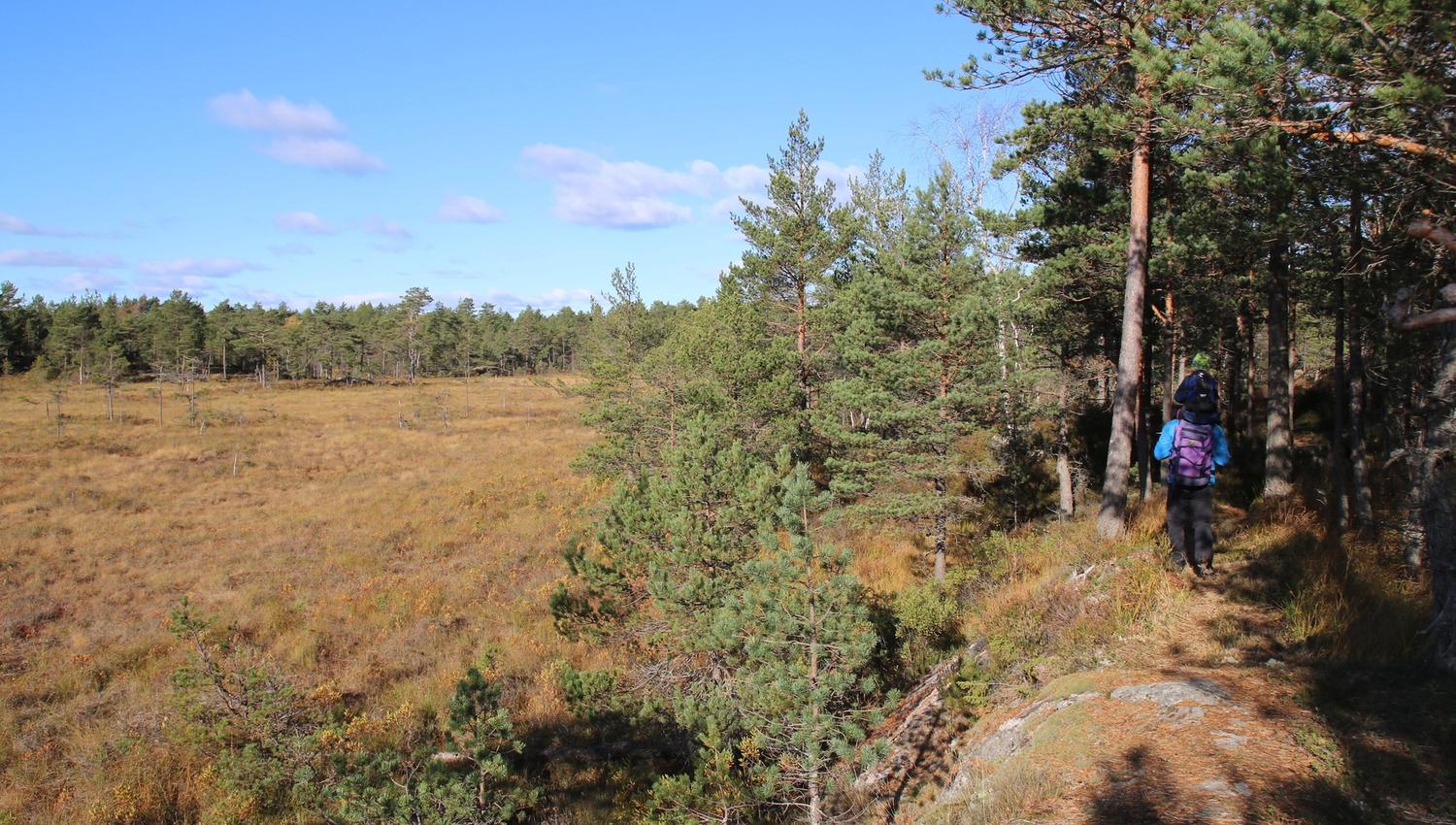 Person på tur langs myr