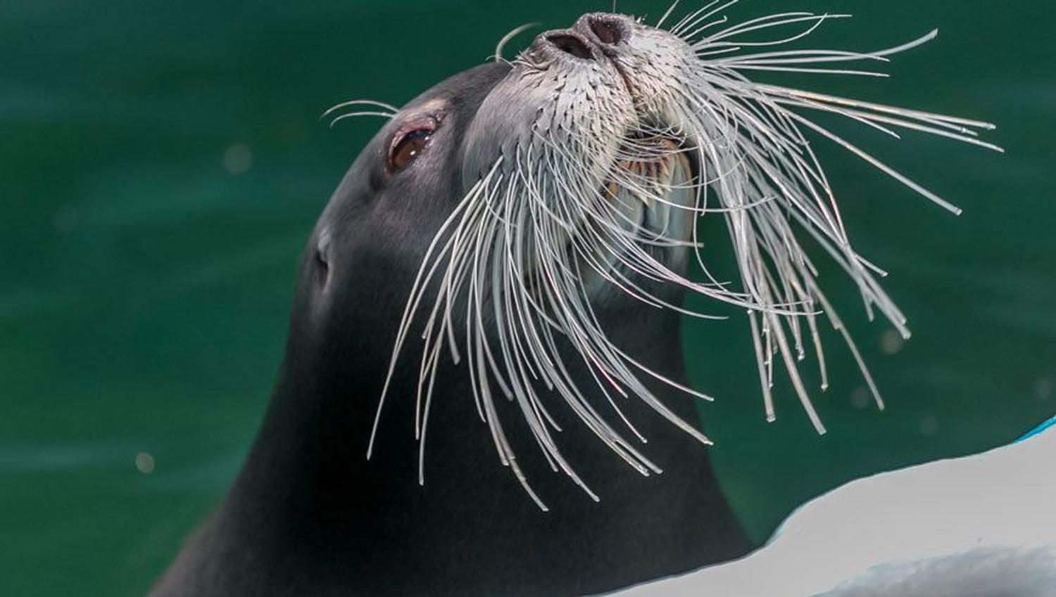 A cute seal at Polaria in Tromsø