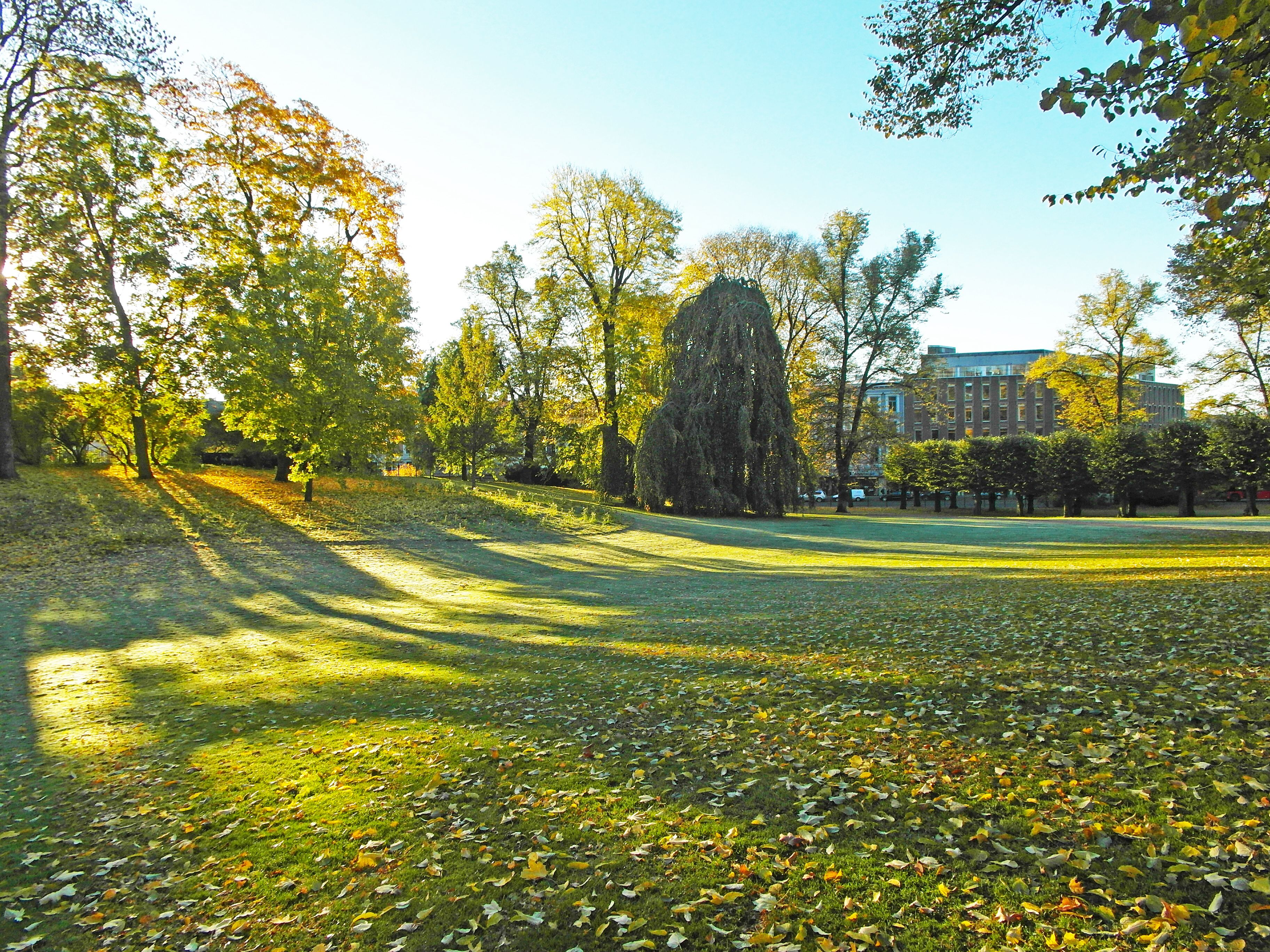 plen og trær i slottsparken