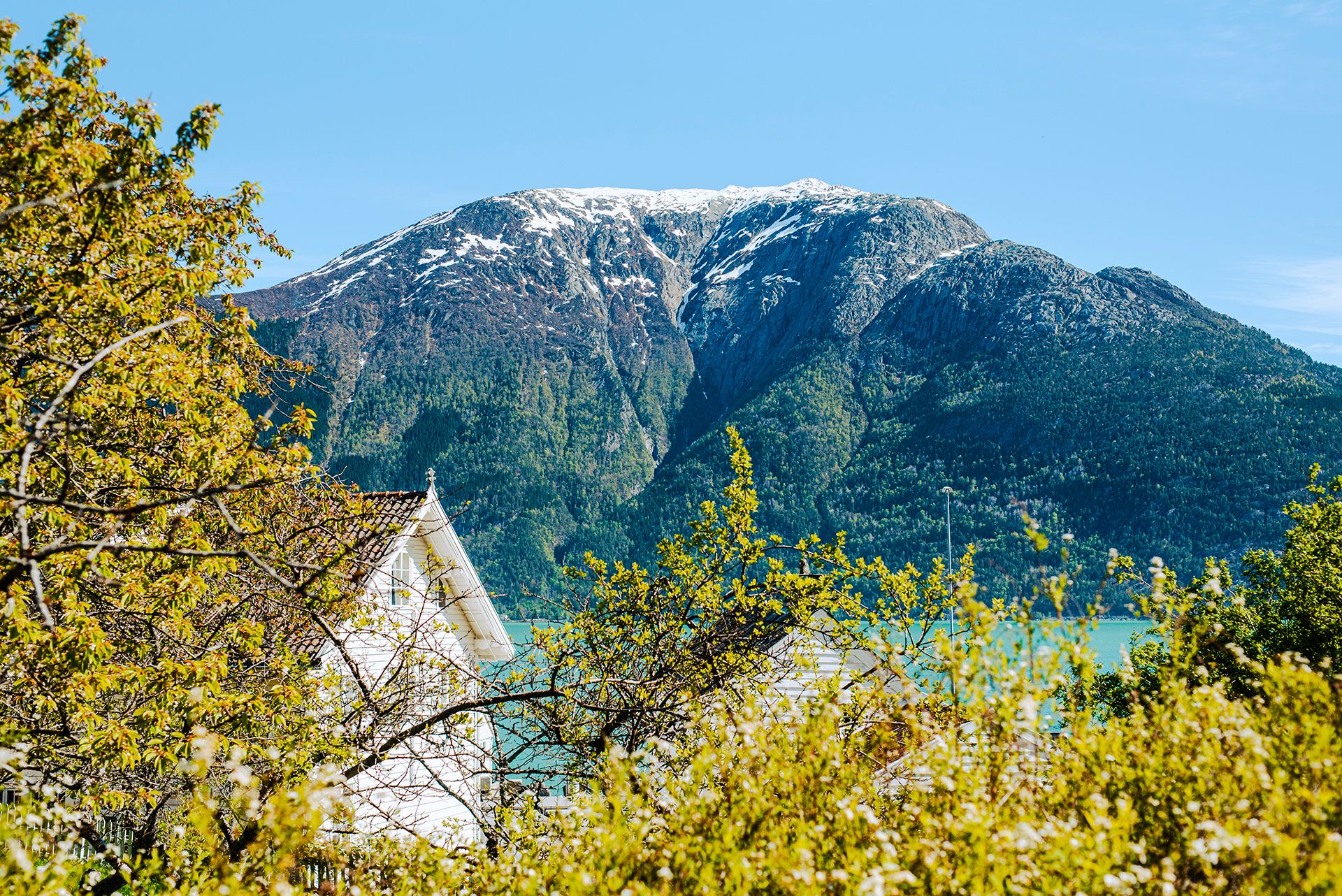 Stunning view of the Hardangerfjord, surrounded by blooming trees and majestic mountains.